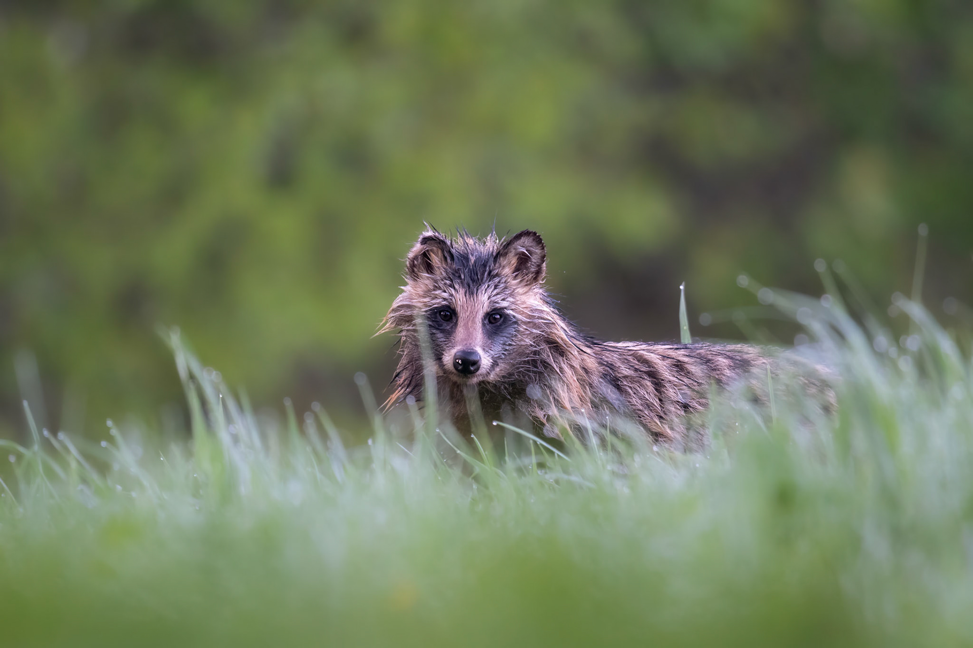 Raccoondog in the grass / Kährik rohus