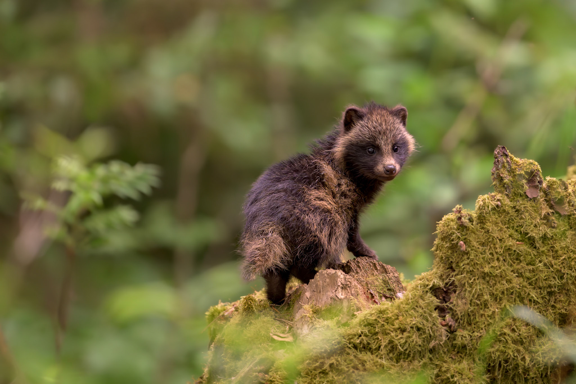 Raccoon dog's puppy / Kähriku kutsikas