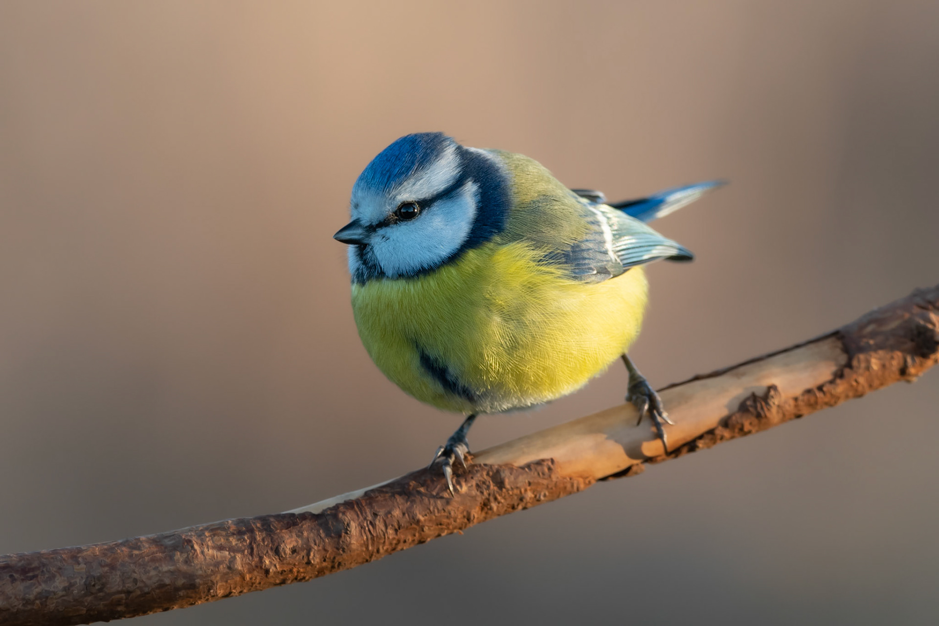 Bluetit at sunset / Sinitihane päikseloojangul