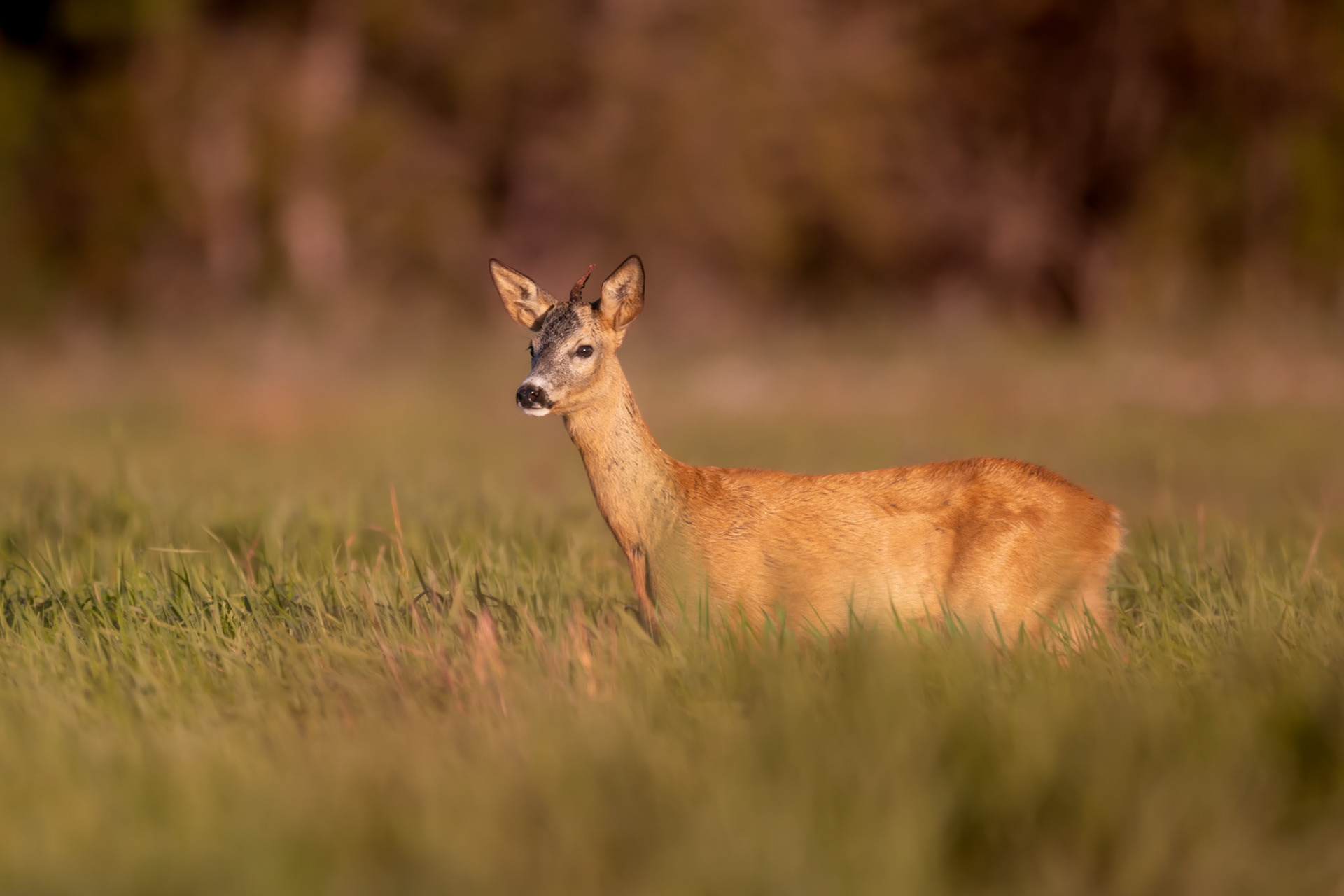 Unicorn / Ükssarvik