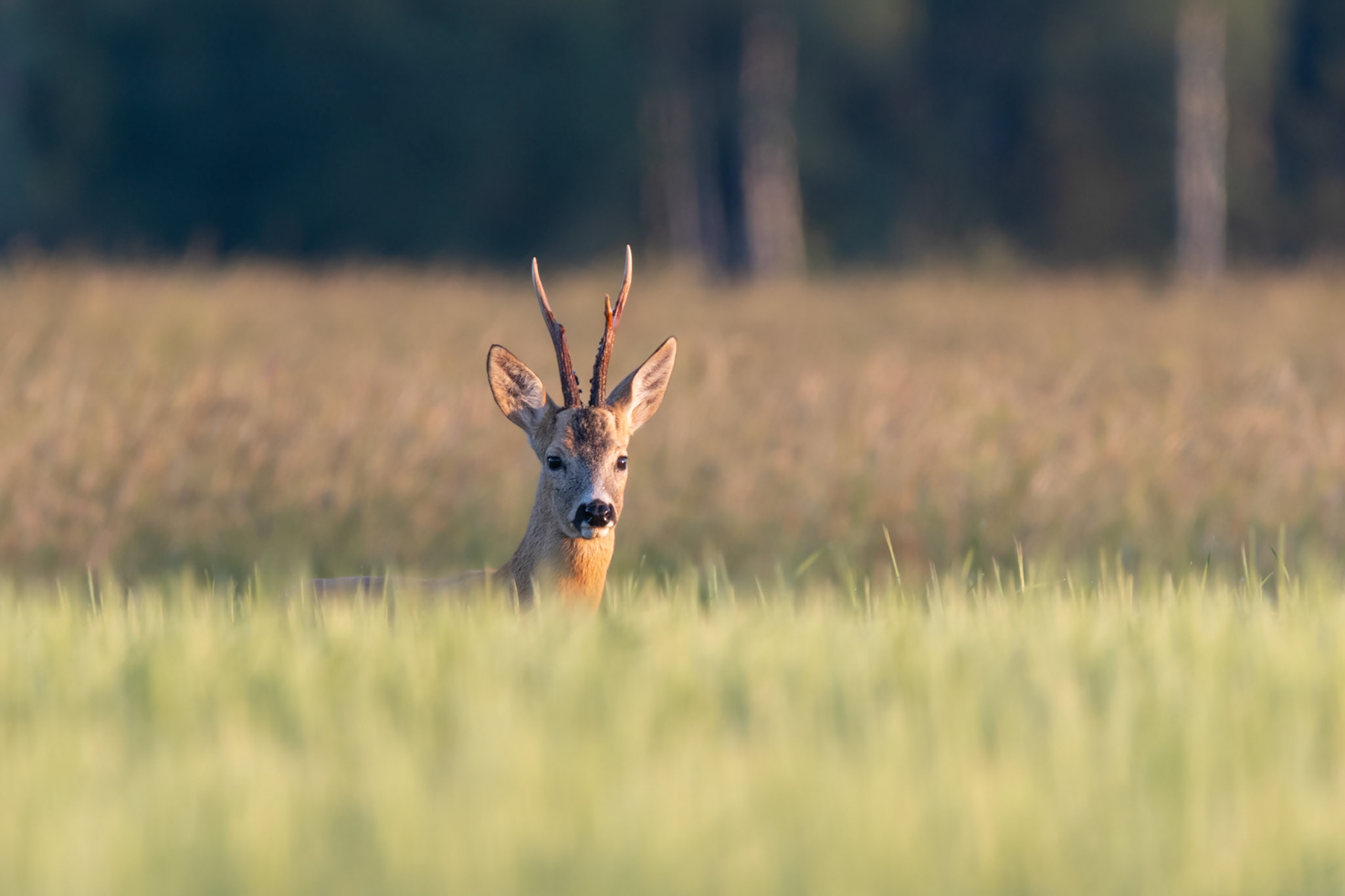 Buck in barley / Sokk odras