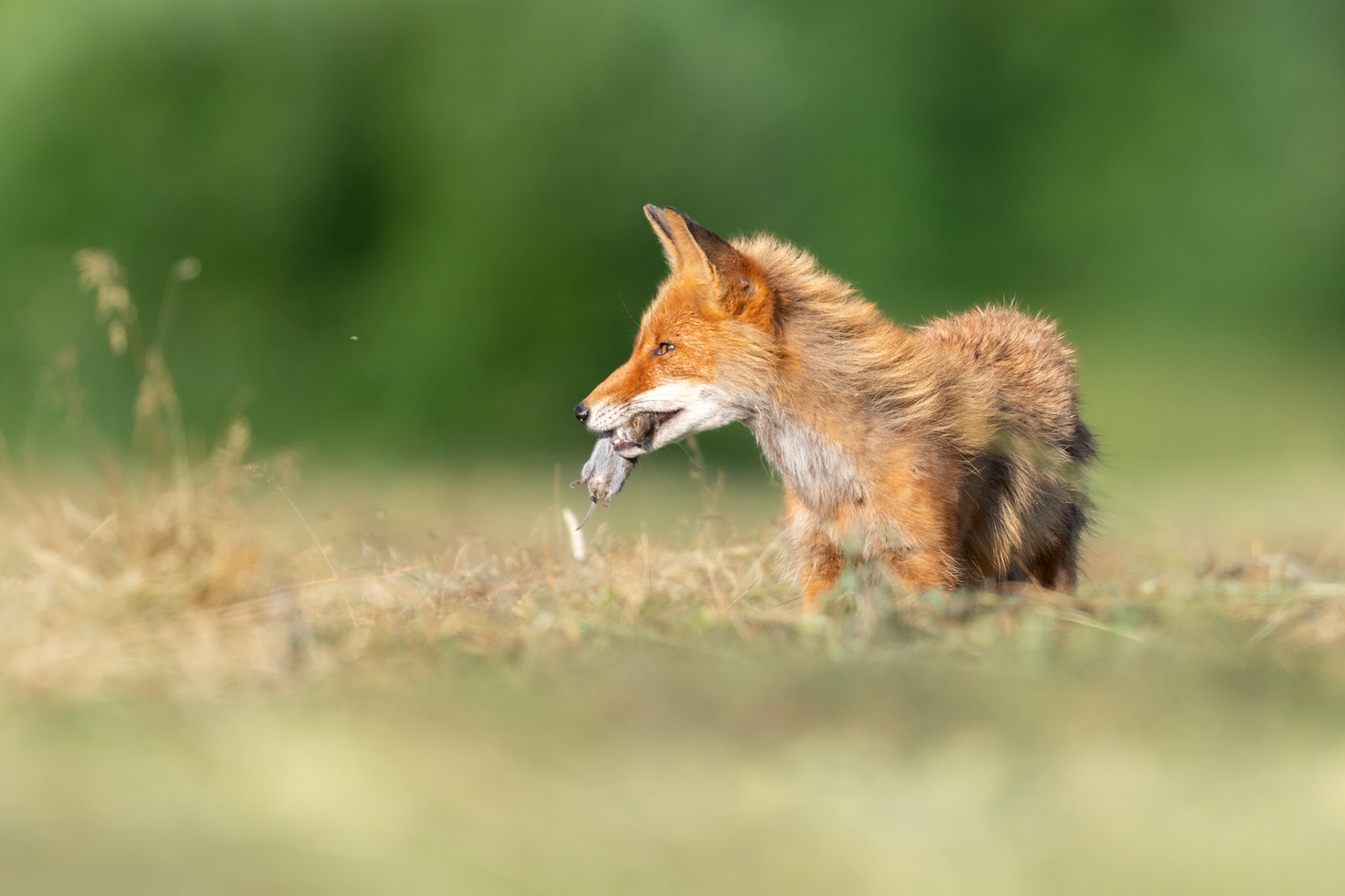 Fox with a prey / Rebane saagiga
