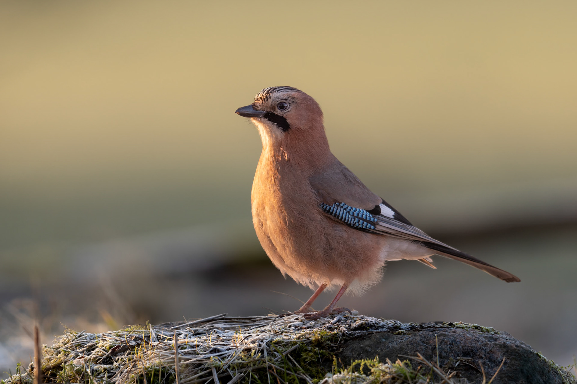 Jay on the stone / Pasknäär kivil