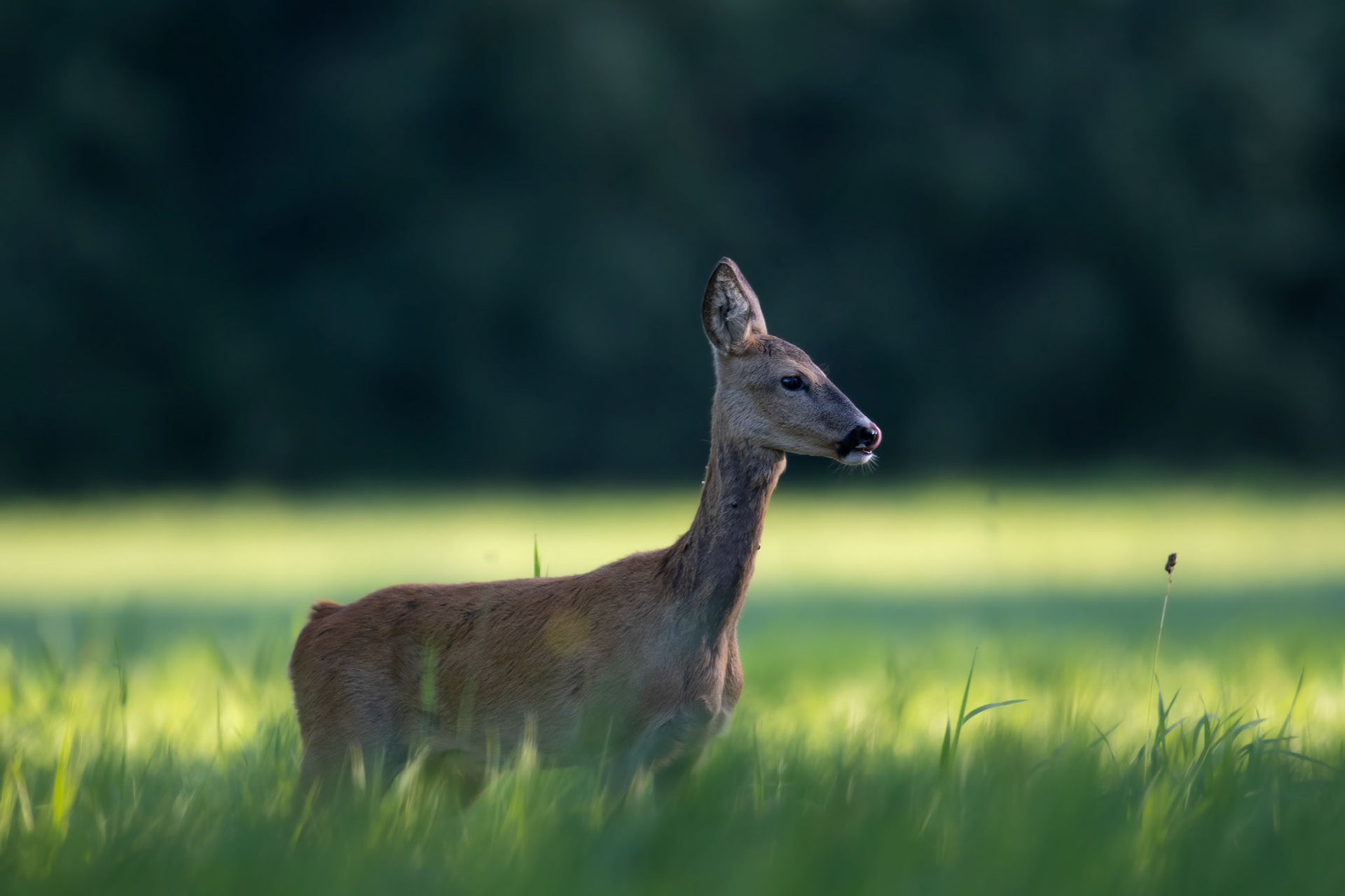 Roe deer in green / Metskits roheluses