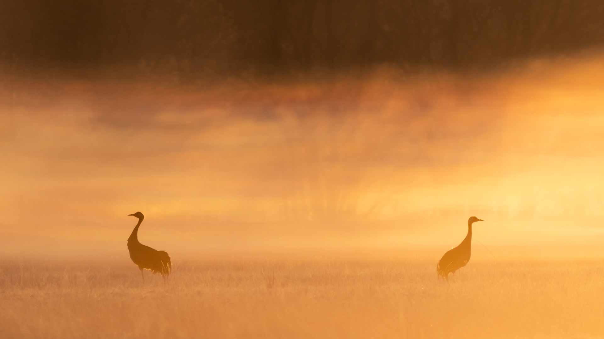 Common cranes in the fog / Sookured udus
