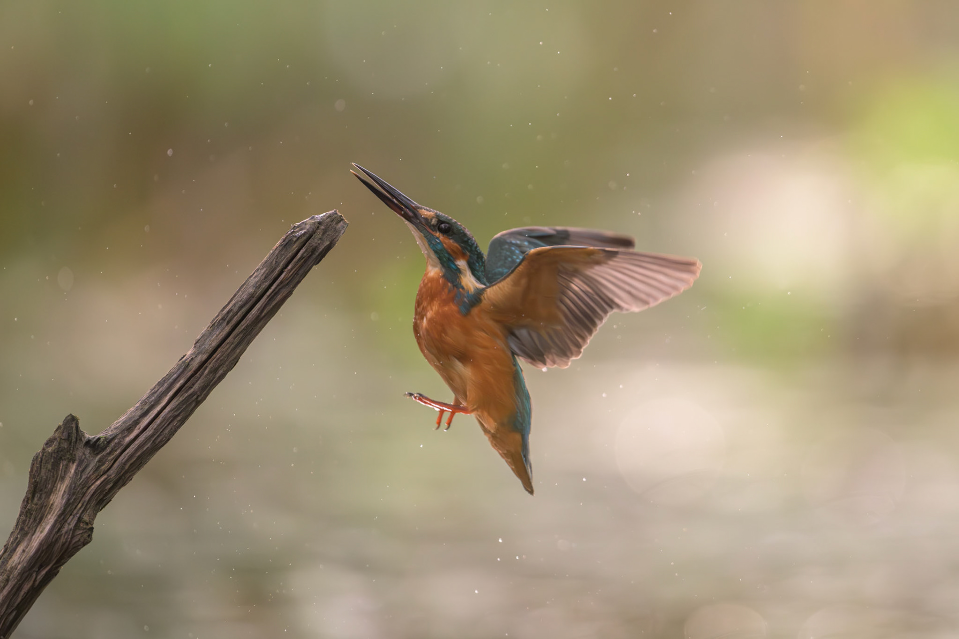 Landing kingfisher / Maanduv jäälind