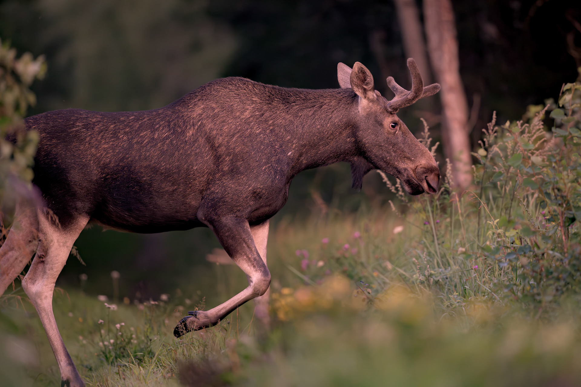 Moose crossing the road / Põder metsateed ületamas