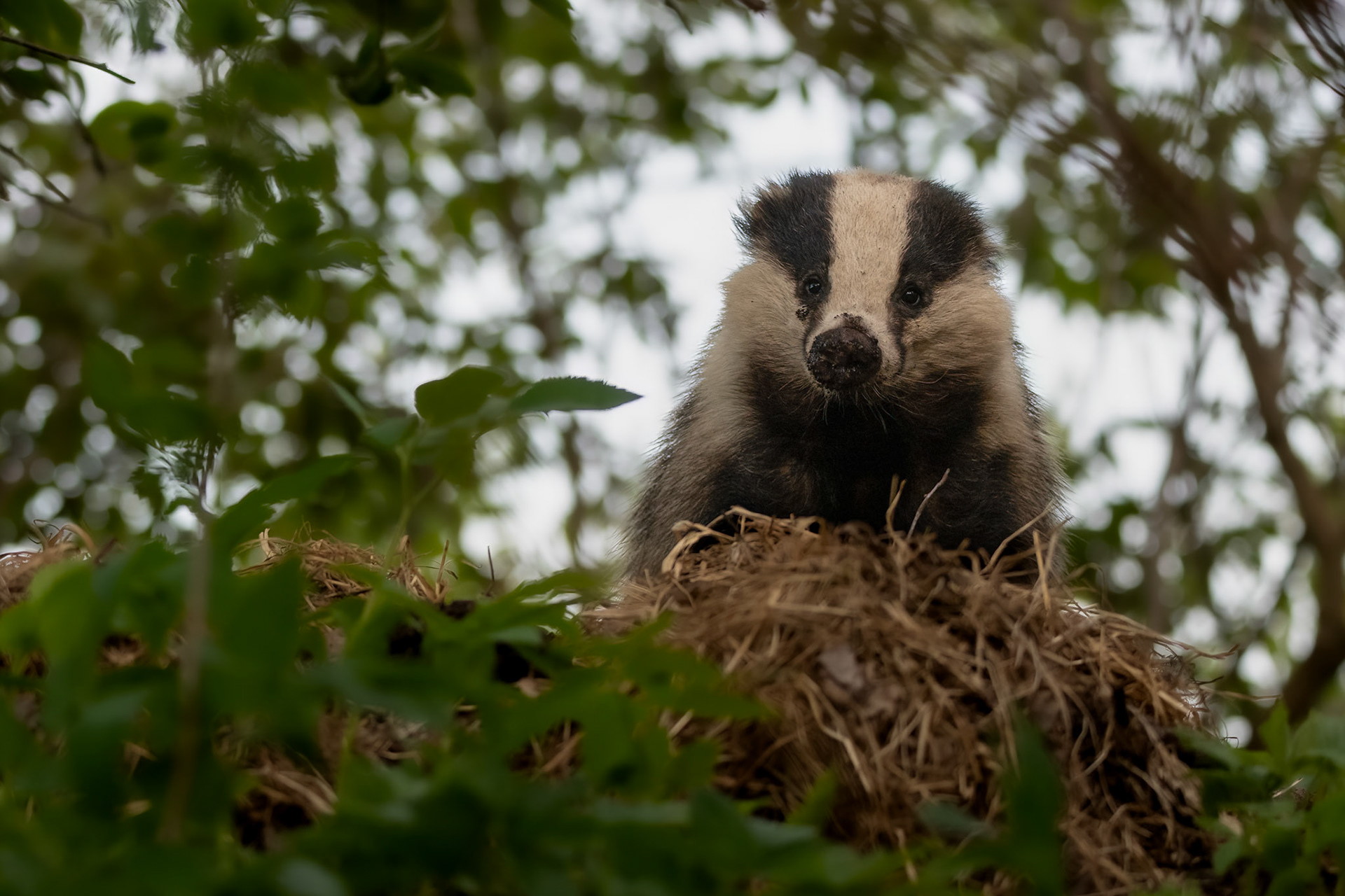 Muddy nose / Mudanina