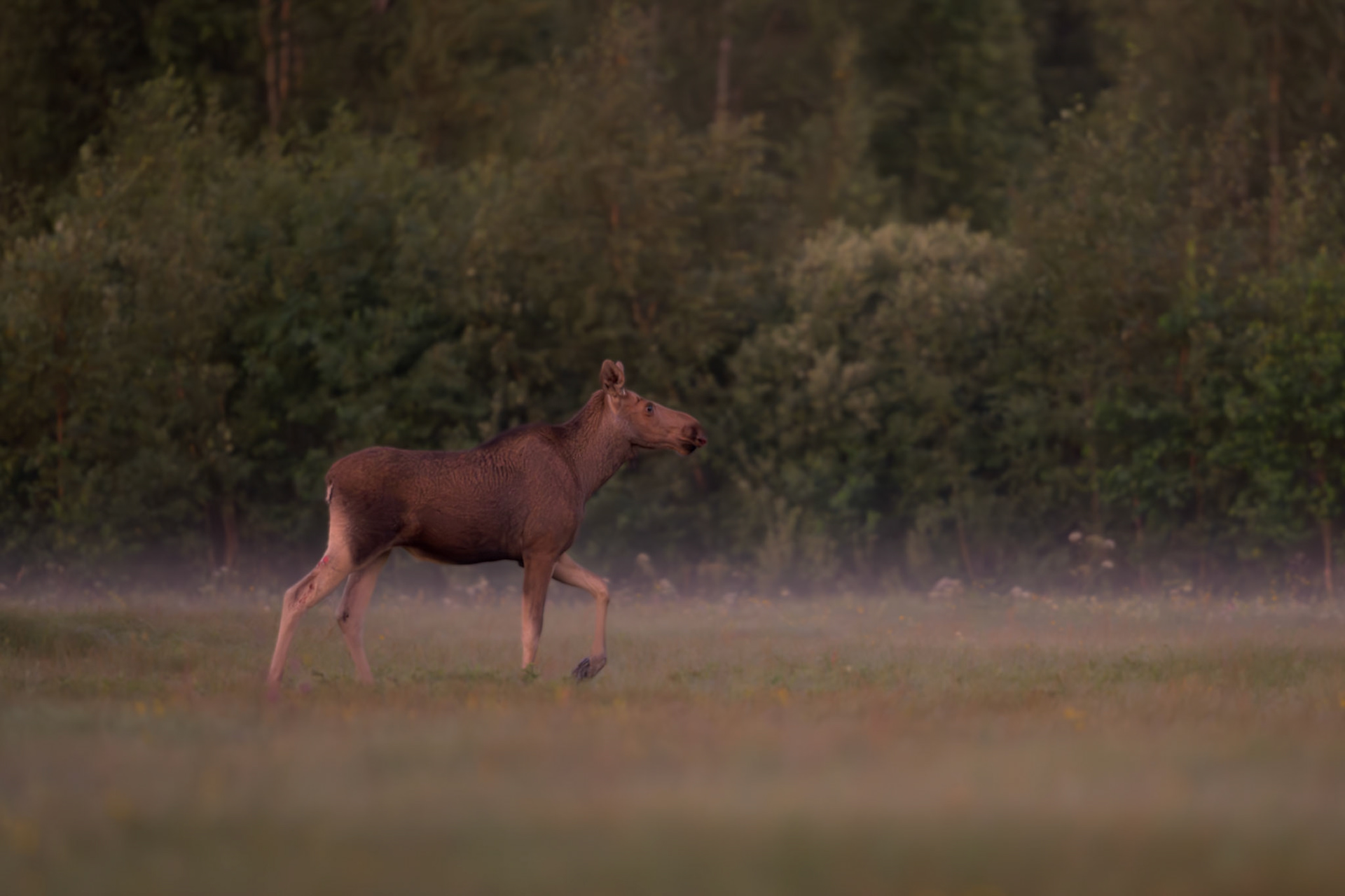 Young moose / Noor põder