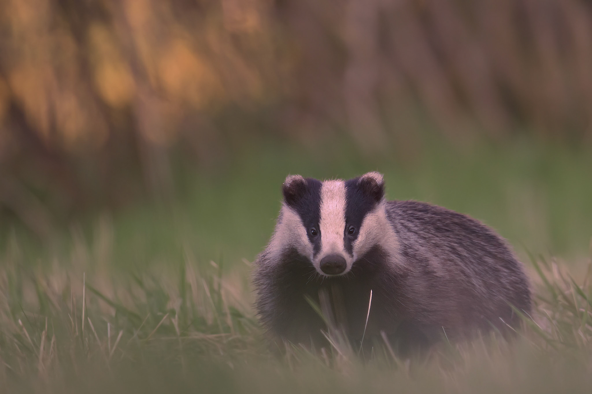 Badger in a grass / Mäger murus