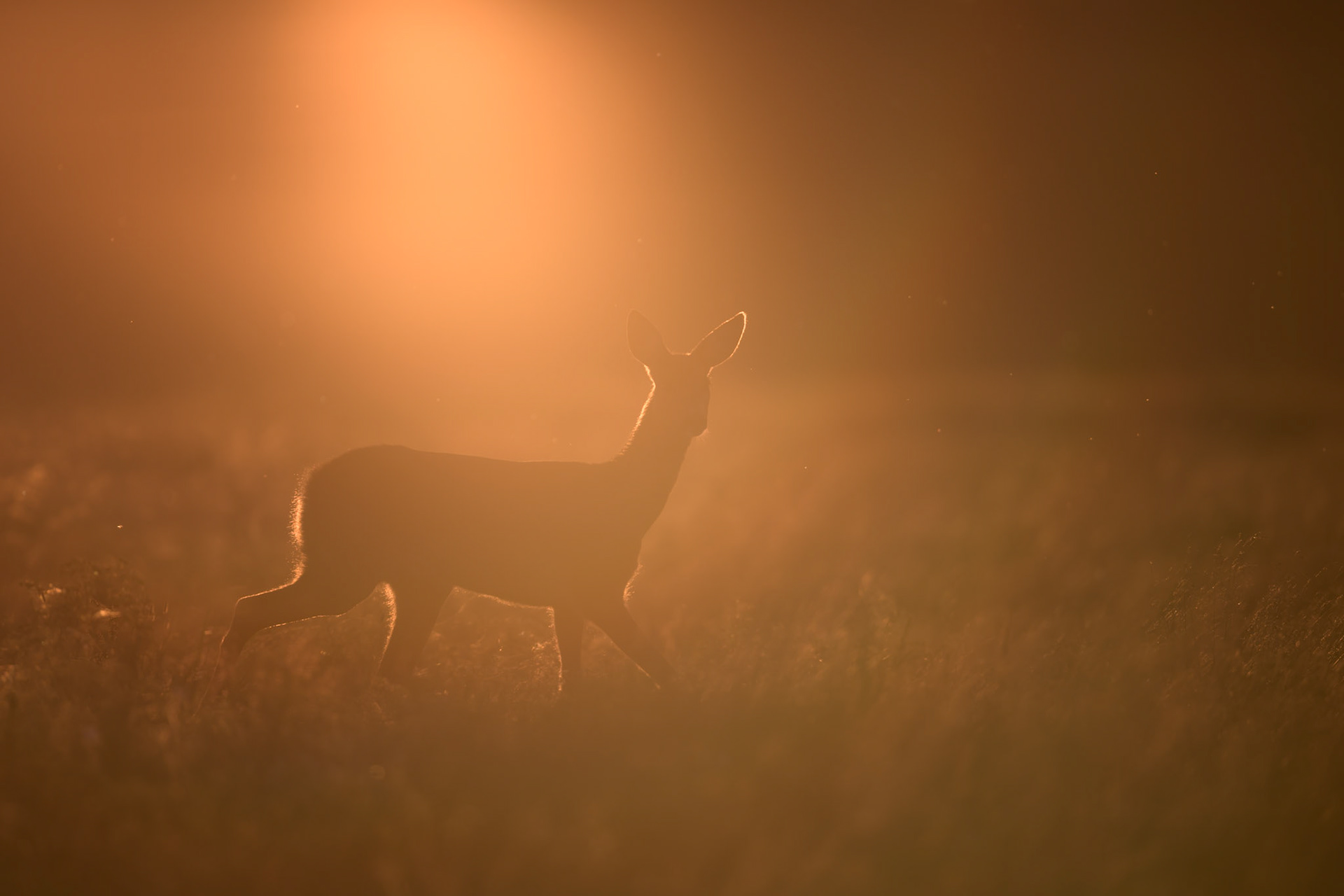 Roe deer at contralight / Metskits kontravalguses