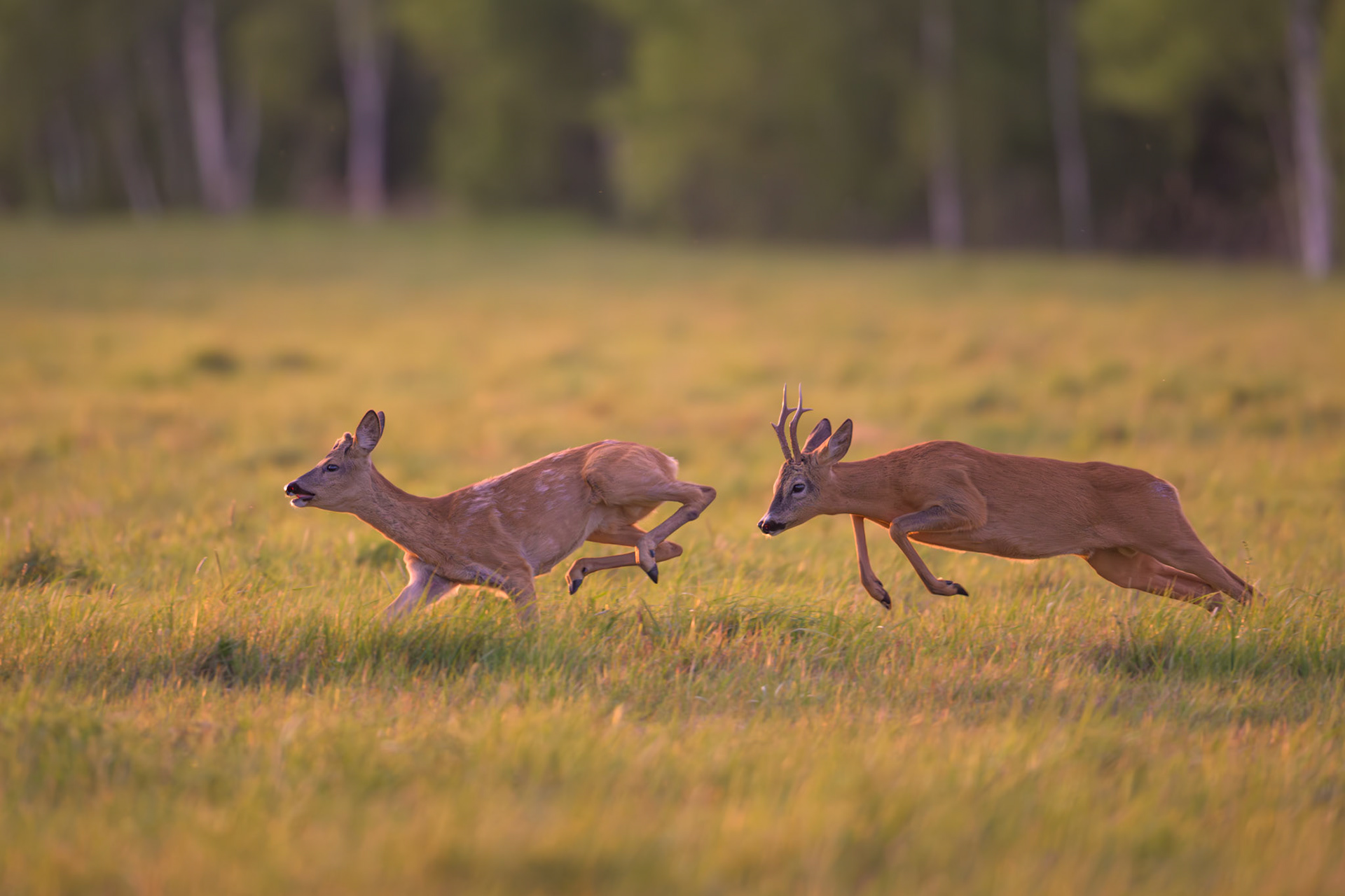Old buck bullying young one / Vana sokk noort kiusamas