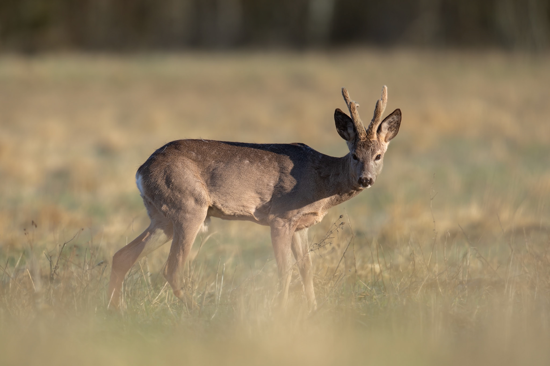 Roe buck giving a look / Kahtlustav sokk