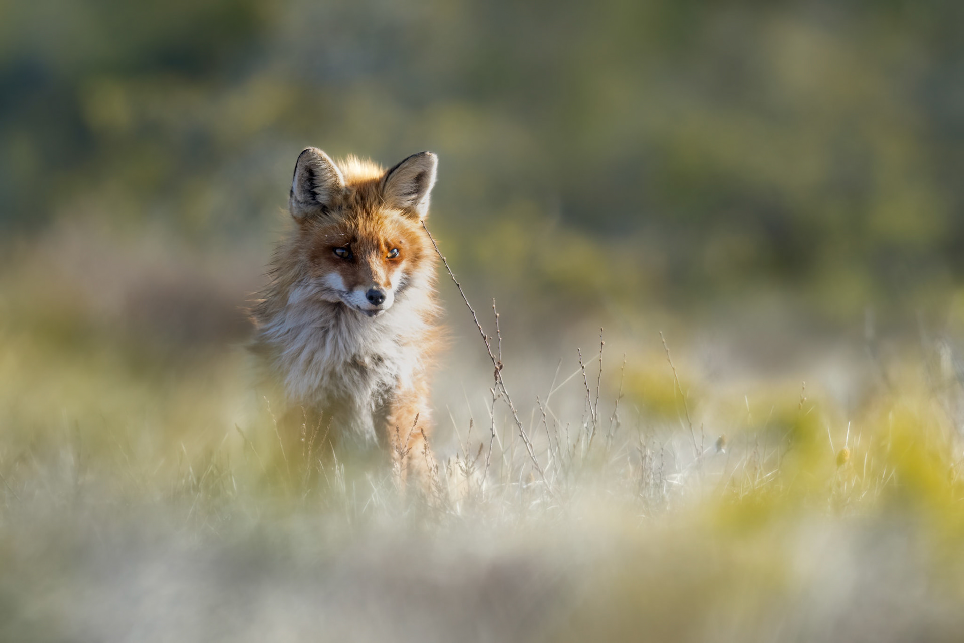 Fox in a bog / Soorebane