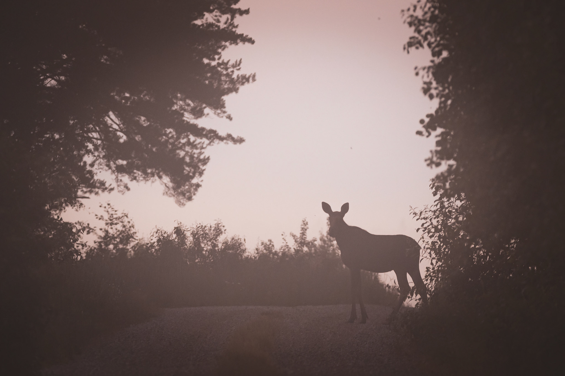 Morning encounter with a moose / Hommikune kohtumine oõdraga