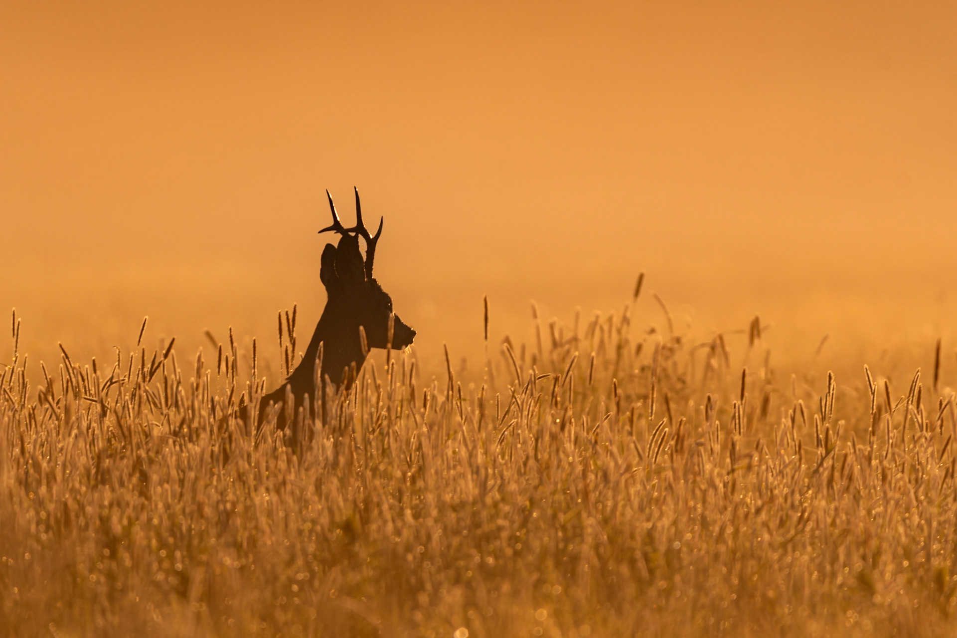 A look in to the light / Vaade valgusesse