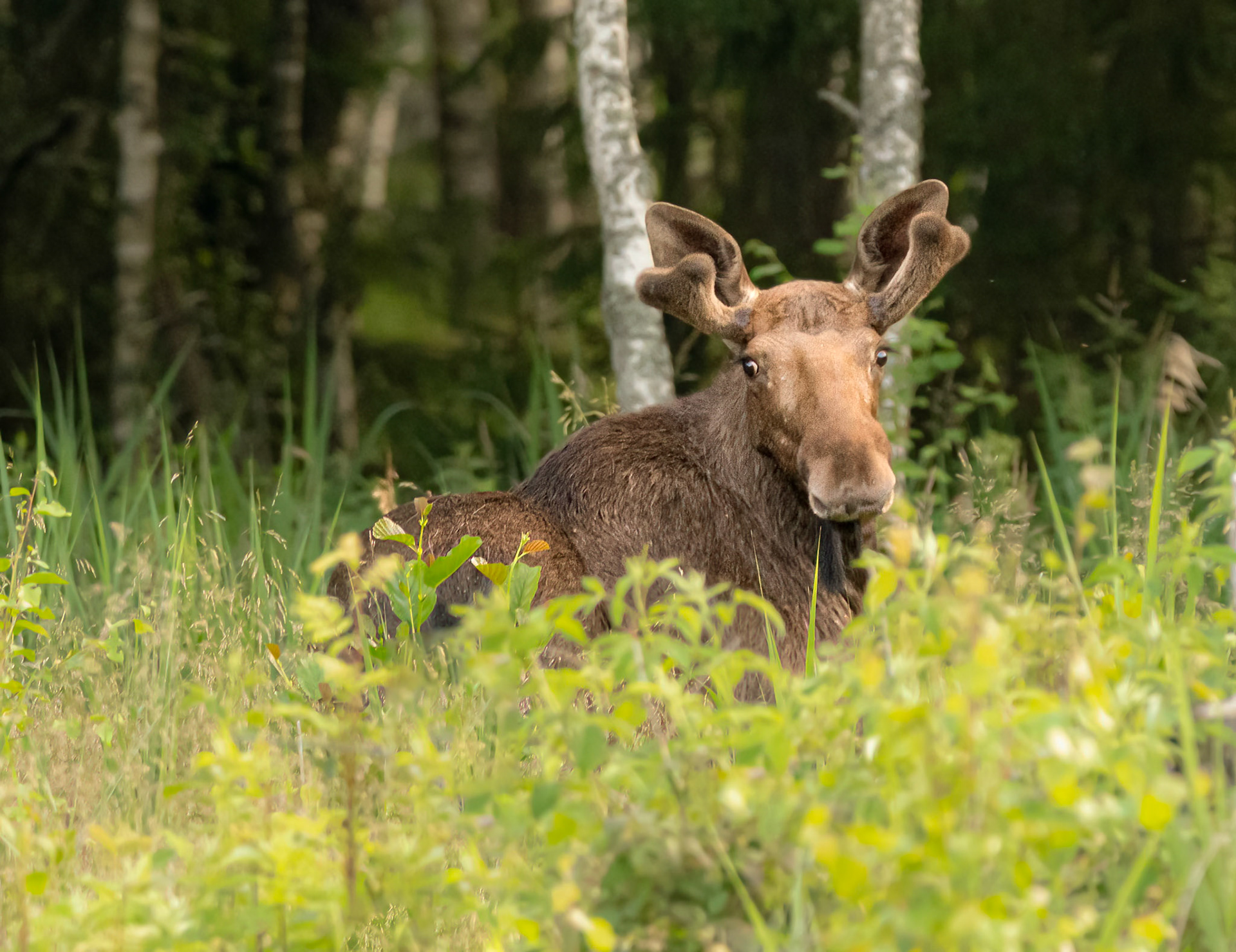 Moose got new antlers / Põdral uued sarved