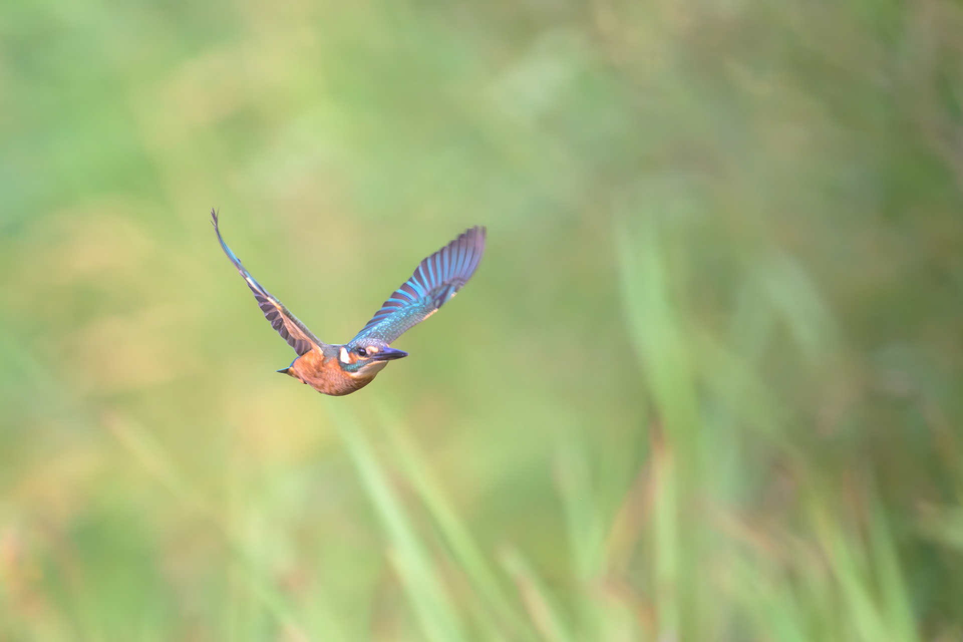 Flight of a kingfisher / Jäälinnu lend