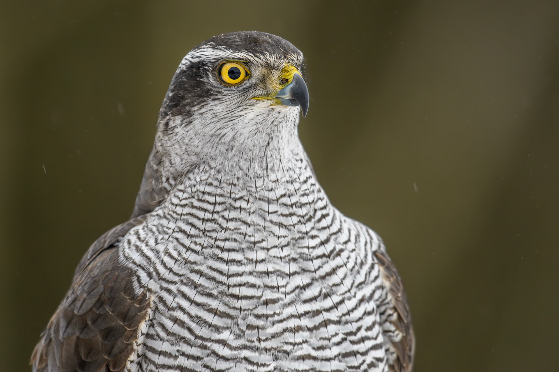 Eurasian goshawk / Kanakull
