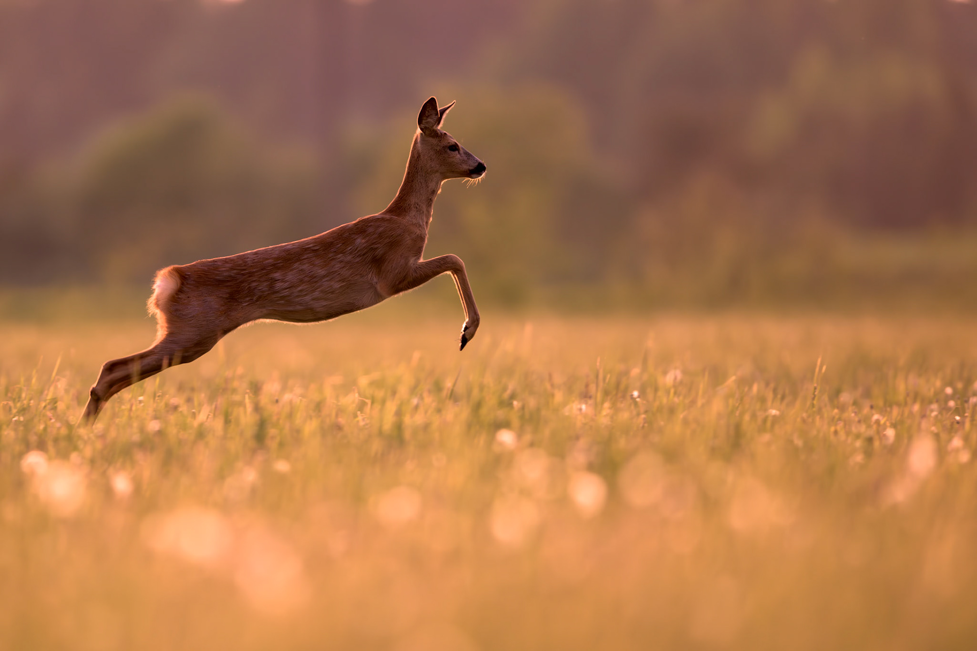 Roe deer in the evening light / Metskits õhtuvalguses