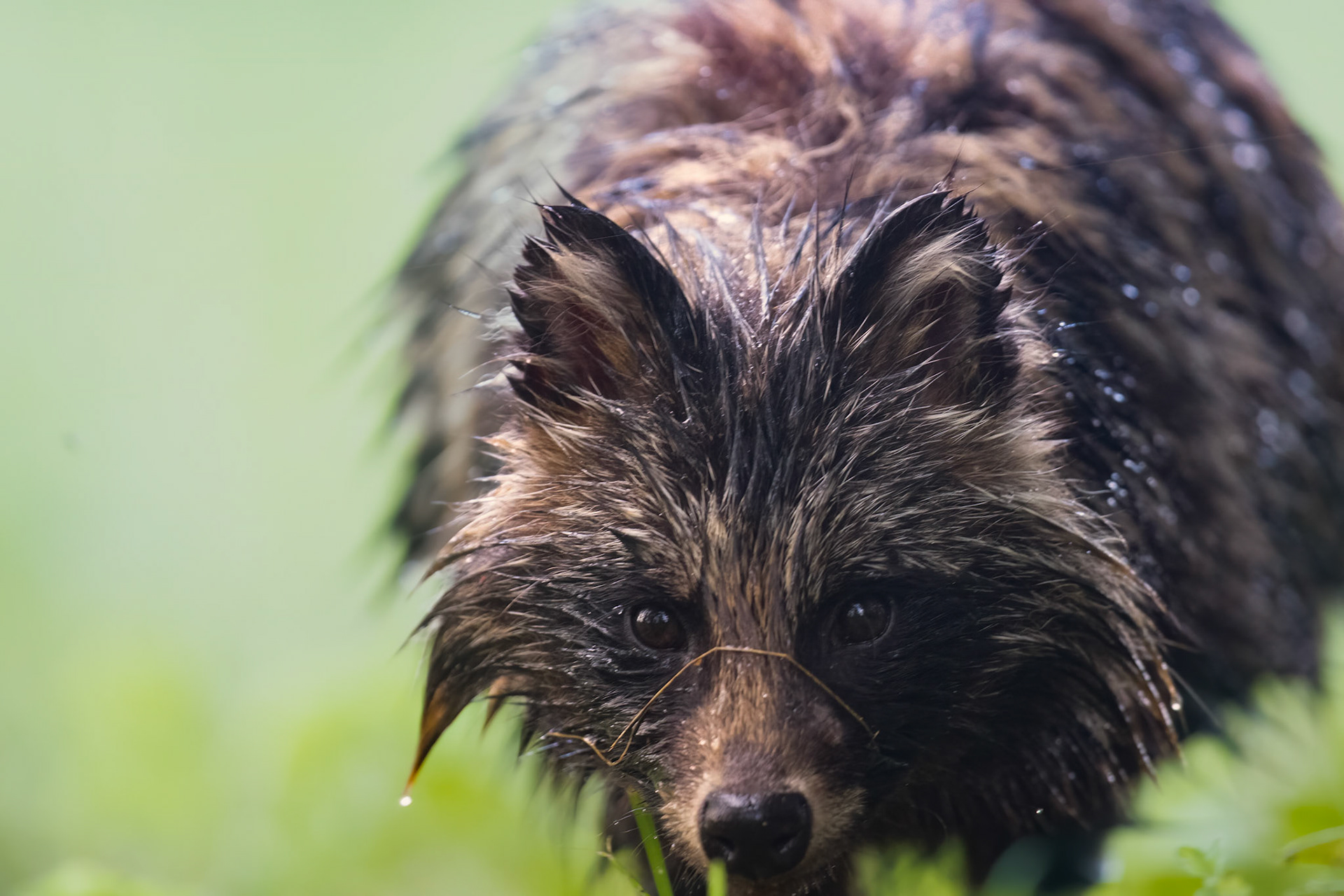 Raccoondog came too close / Kährik tuli liiga lähedale