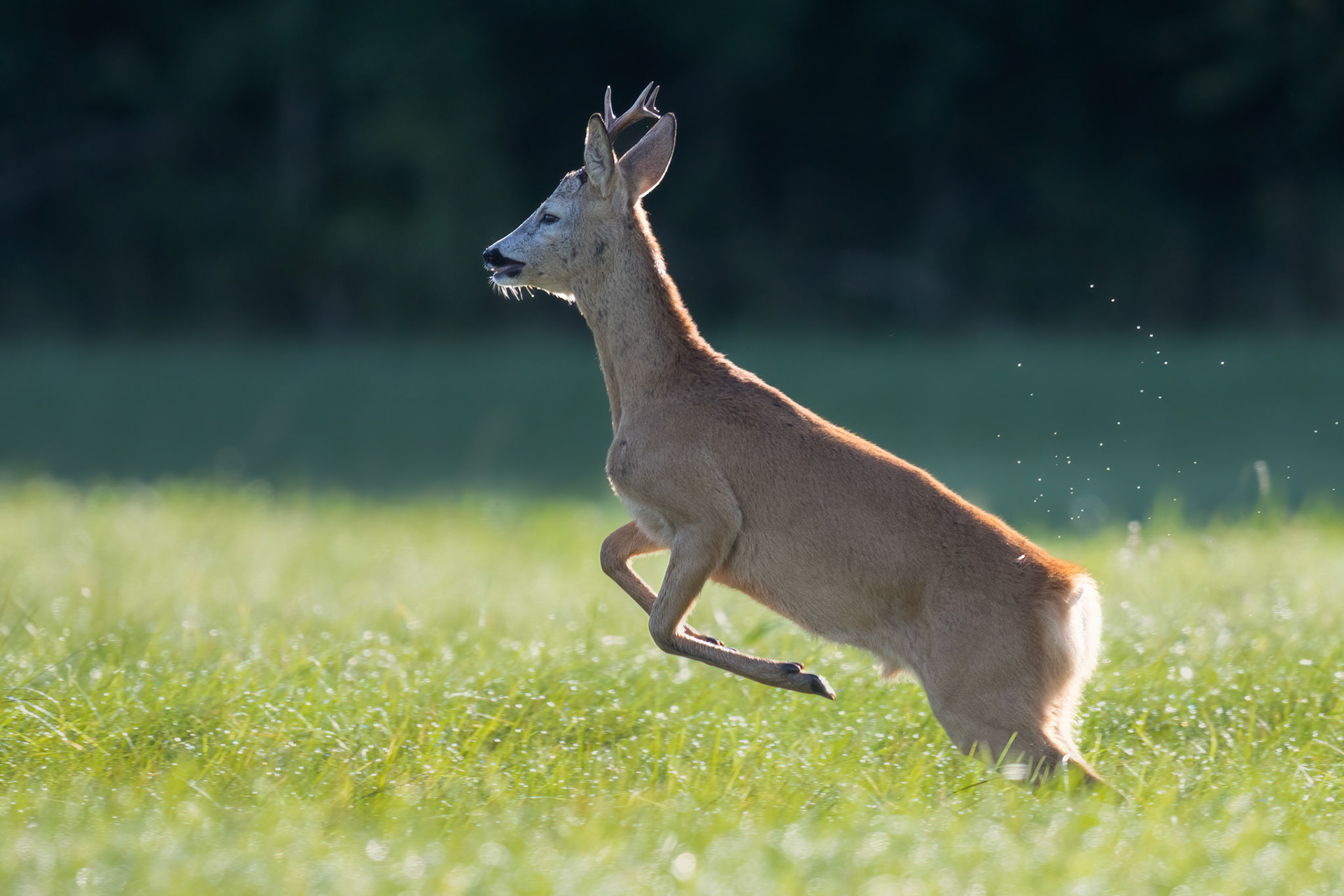 Dancing Roe / Tantsiv sokk