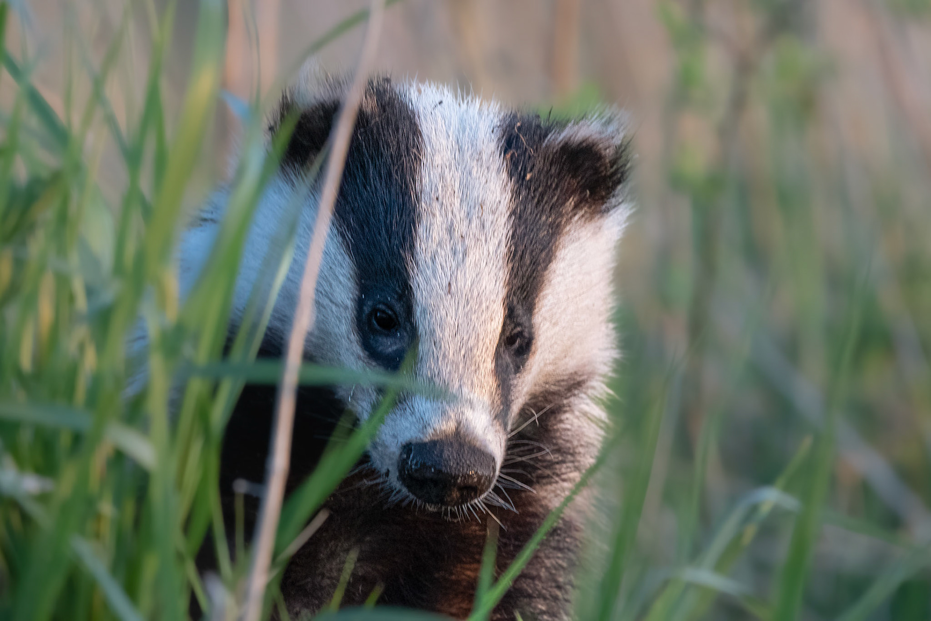 Badger lost in thought / Mõttes mäger