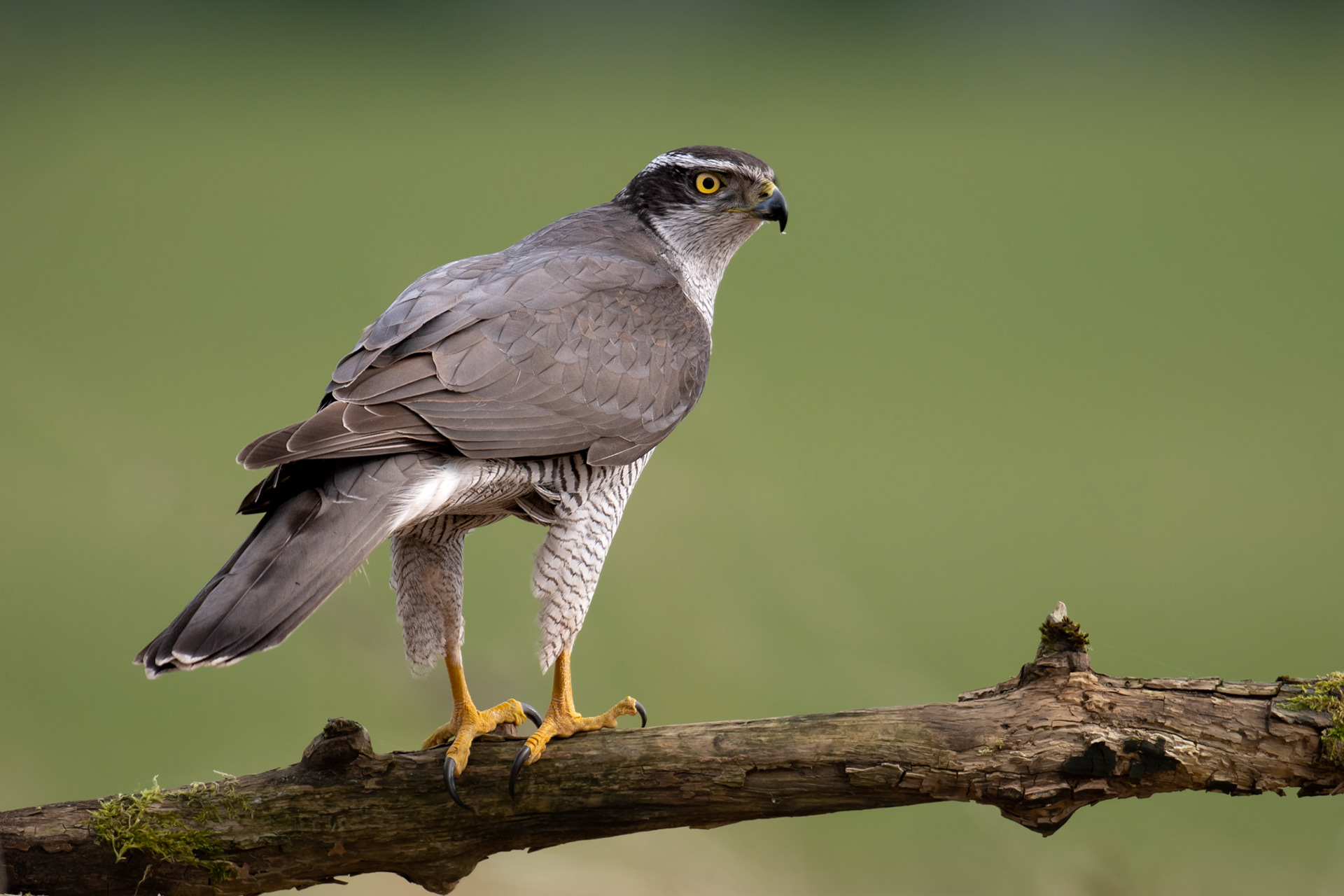 Northern goshawk / Kanakull