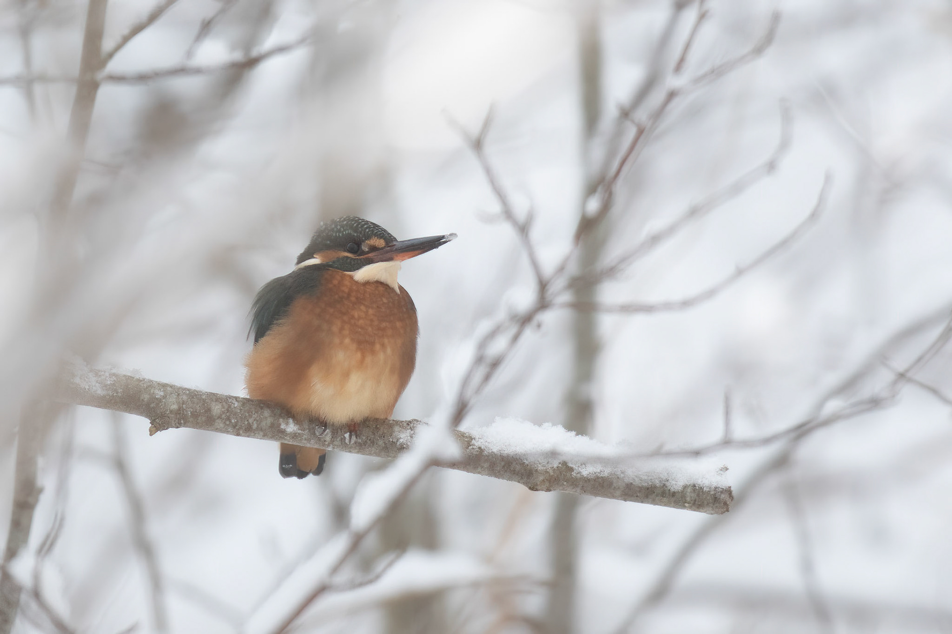Kingfisher / Jäälind