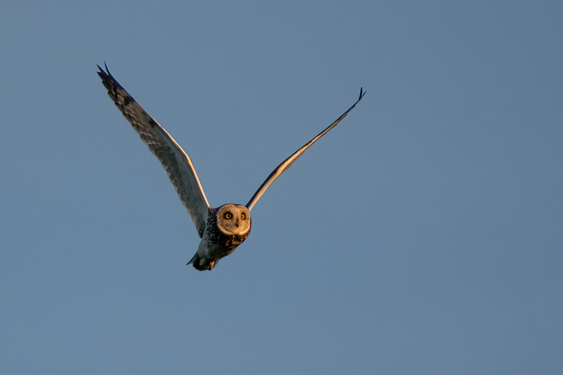 Short-eared owl / Sooräts