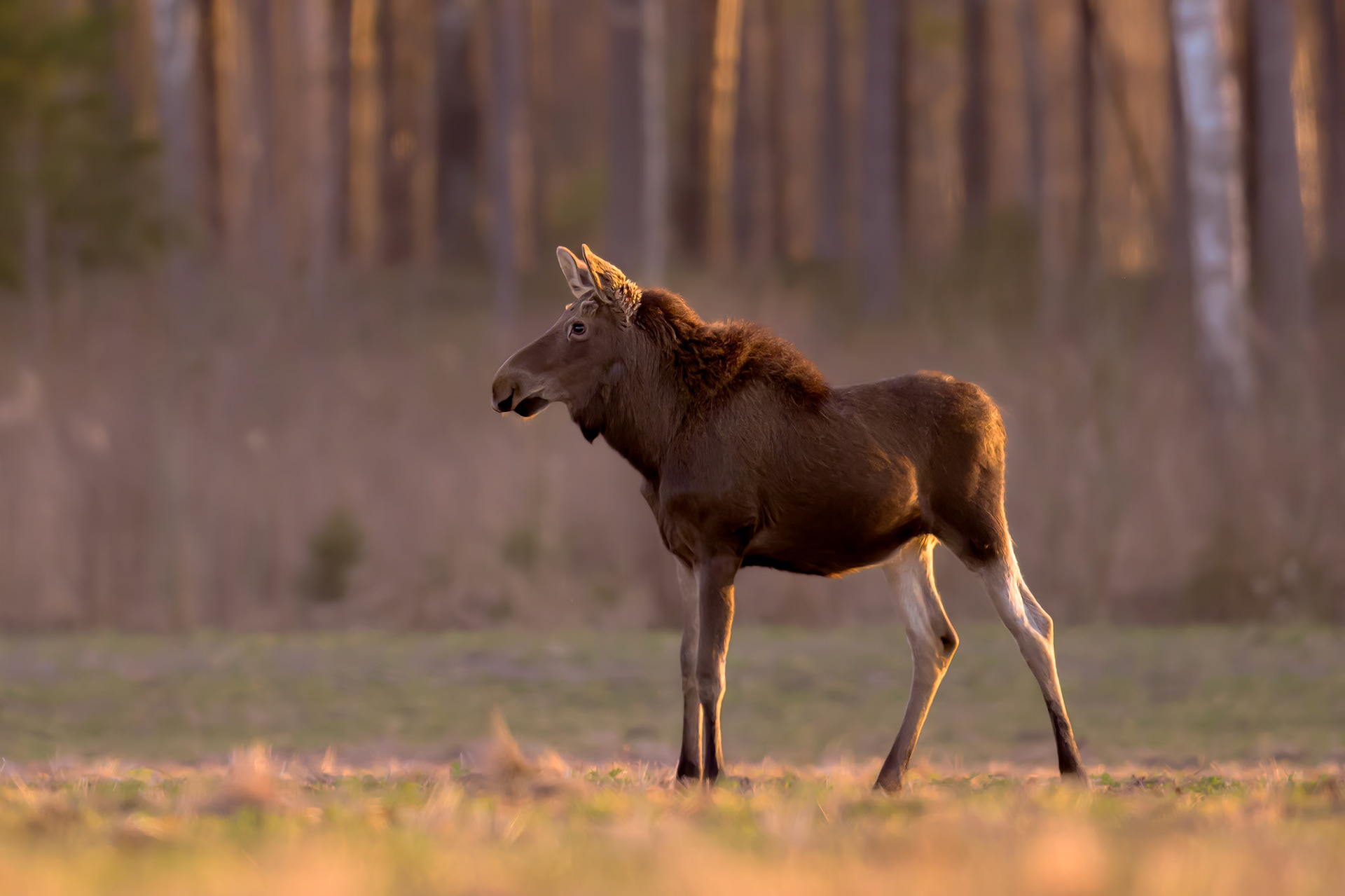 Young moose / Nooruke põder