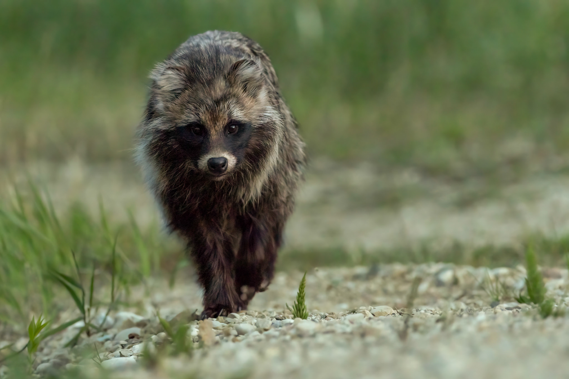 Raccoondog on its journey / Kährik oma rännakul