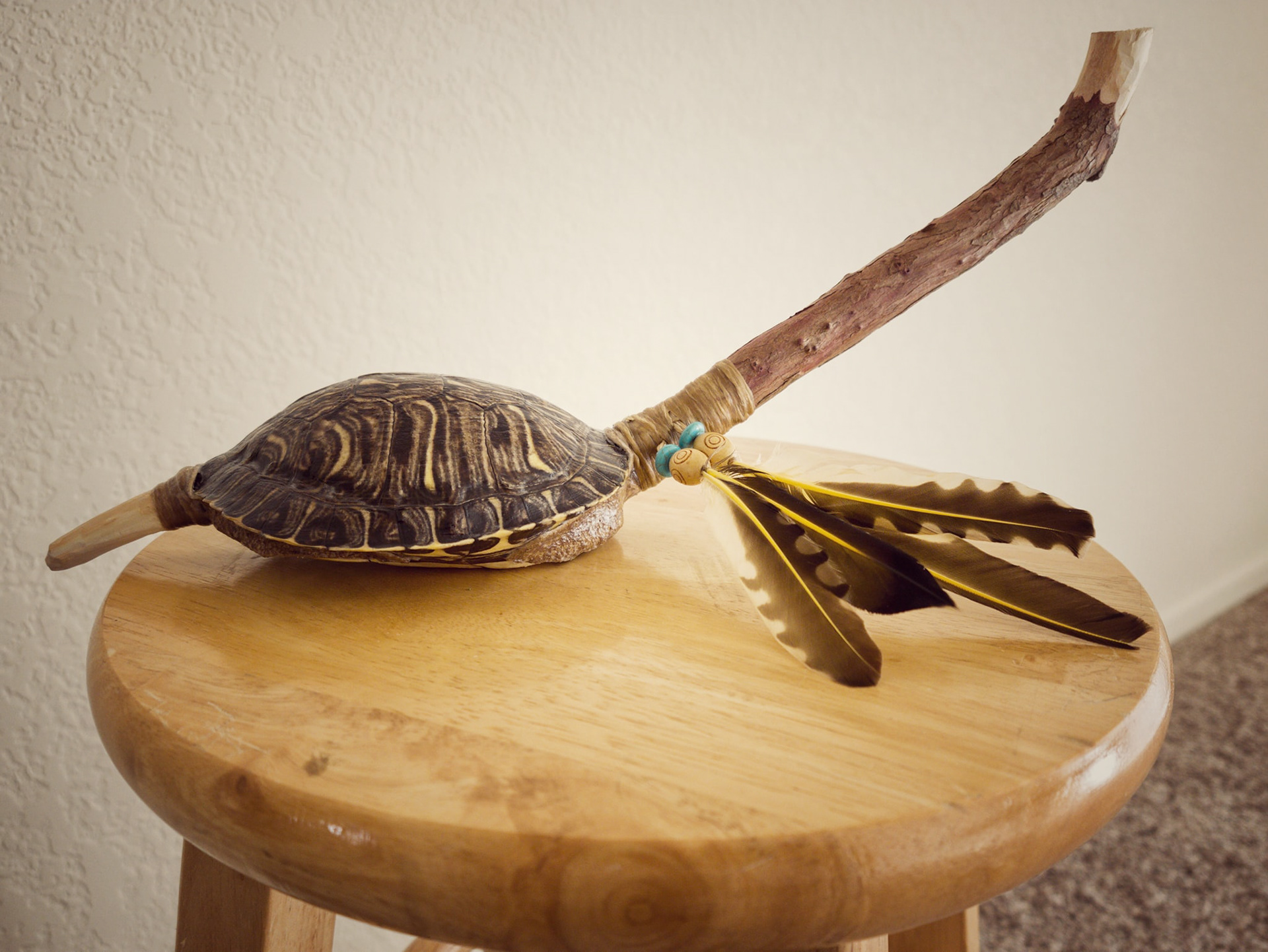 Turtle Shell Shaker, Zhiishiigwan 2019