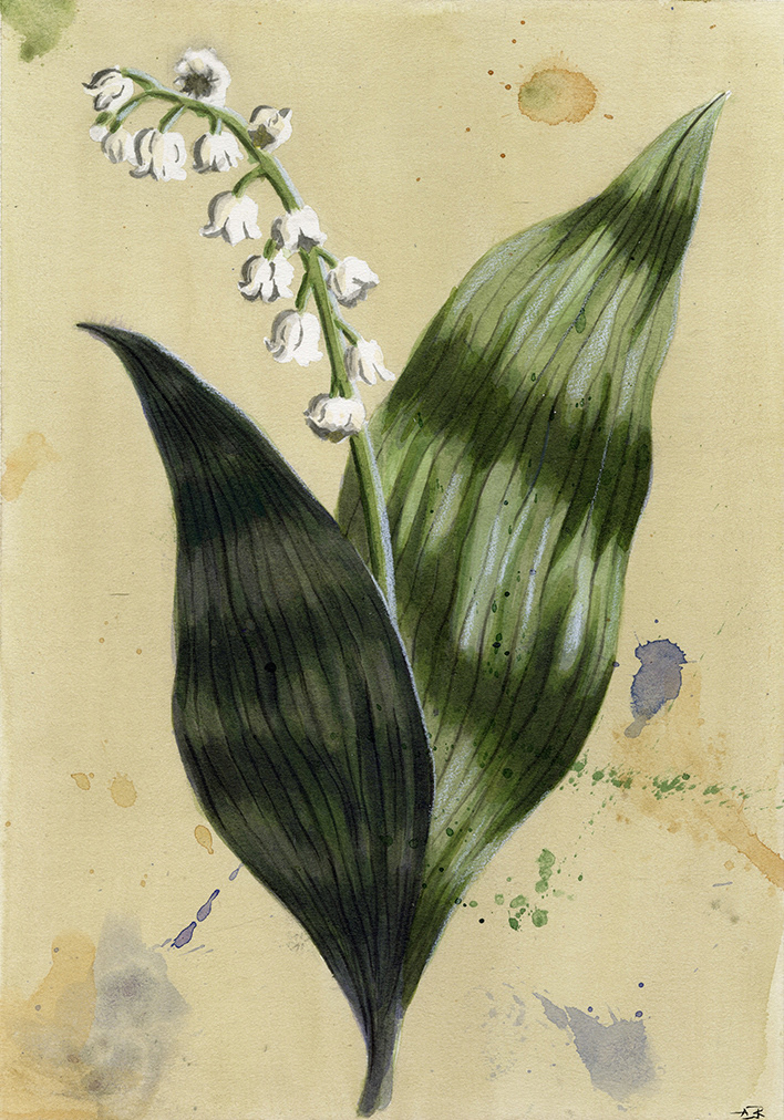 LILY OF THE VALLEY