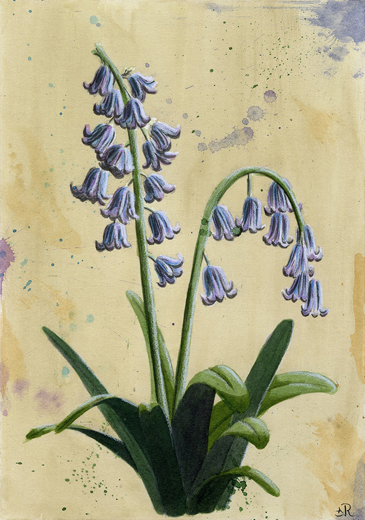 BLUEBELLS