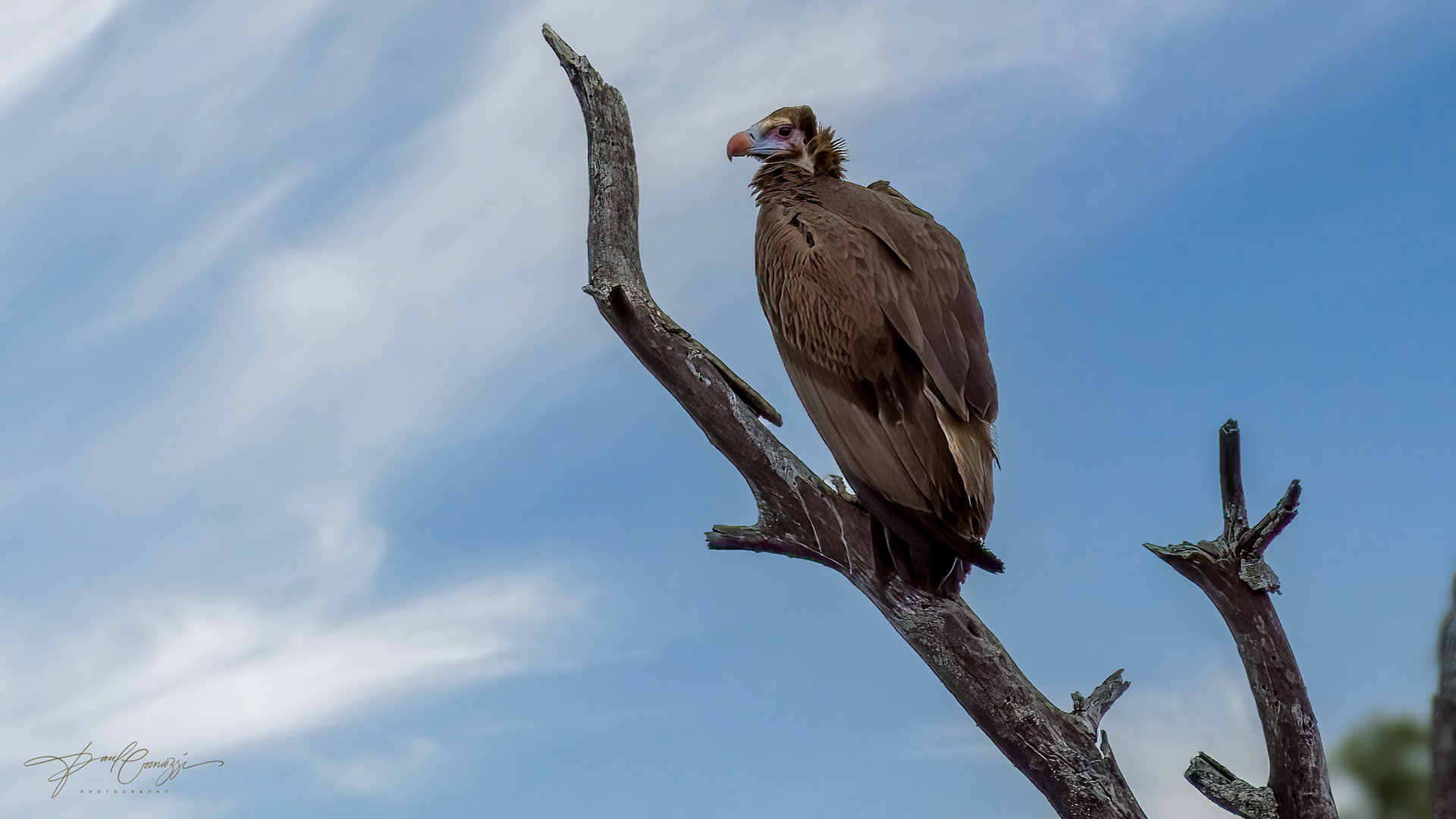 "The Patient Predator: The White-headed Vulture Scanning for Its Next Meal"