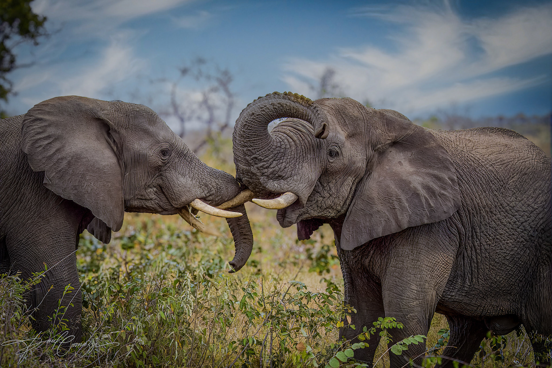 Elephant Trunk Kiss