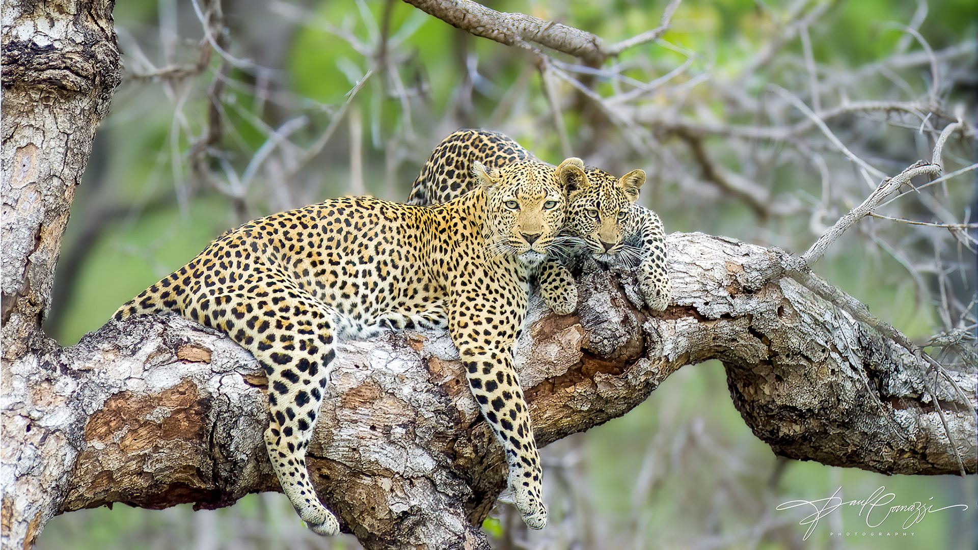 Harmony in Heights: A Mother and Cub's Perch