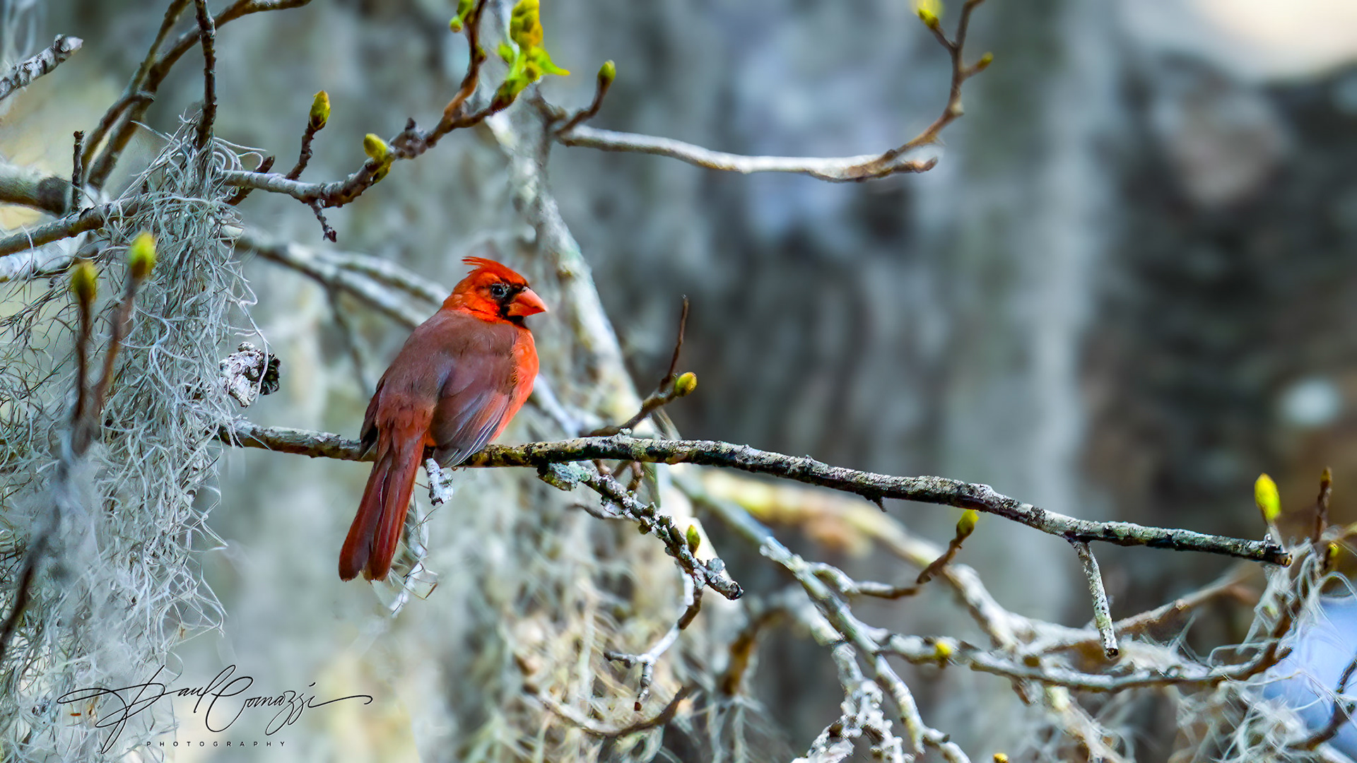 Solace in Scarlet: A Cardinal's Comfort