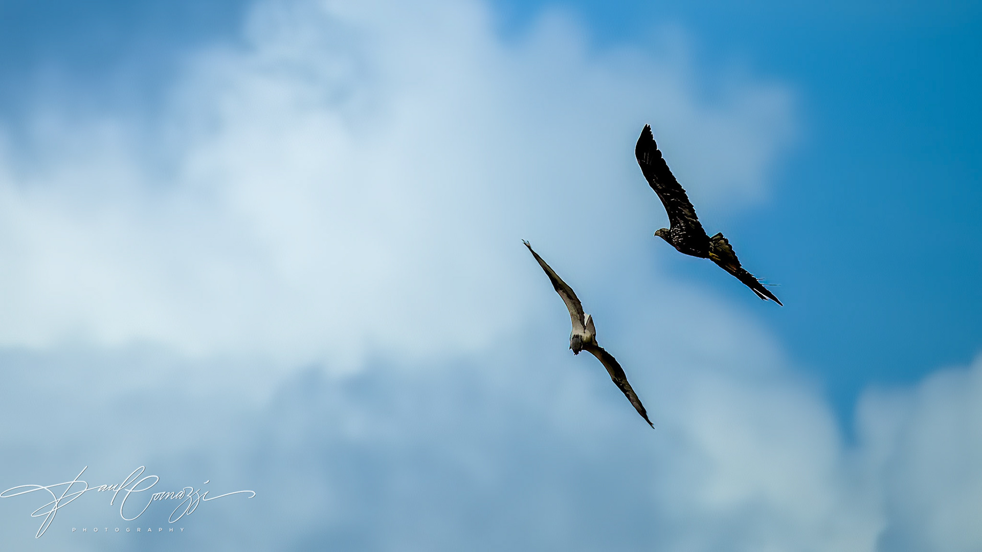 The Hunter Get Hunted: Juvenile Bald Eagle Hunts an Osprey