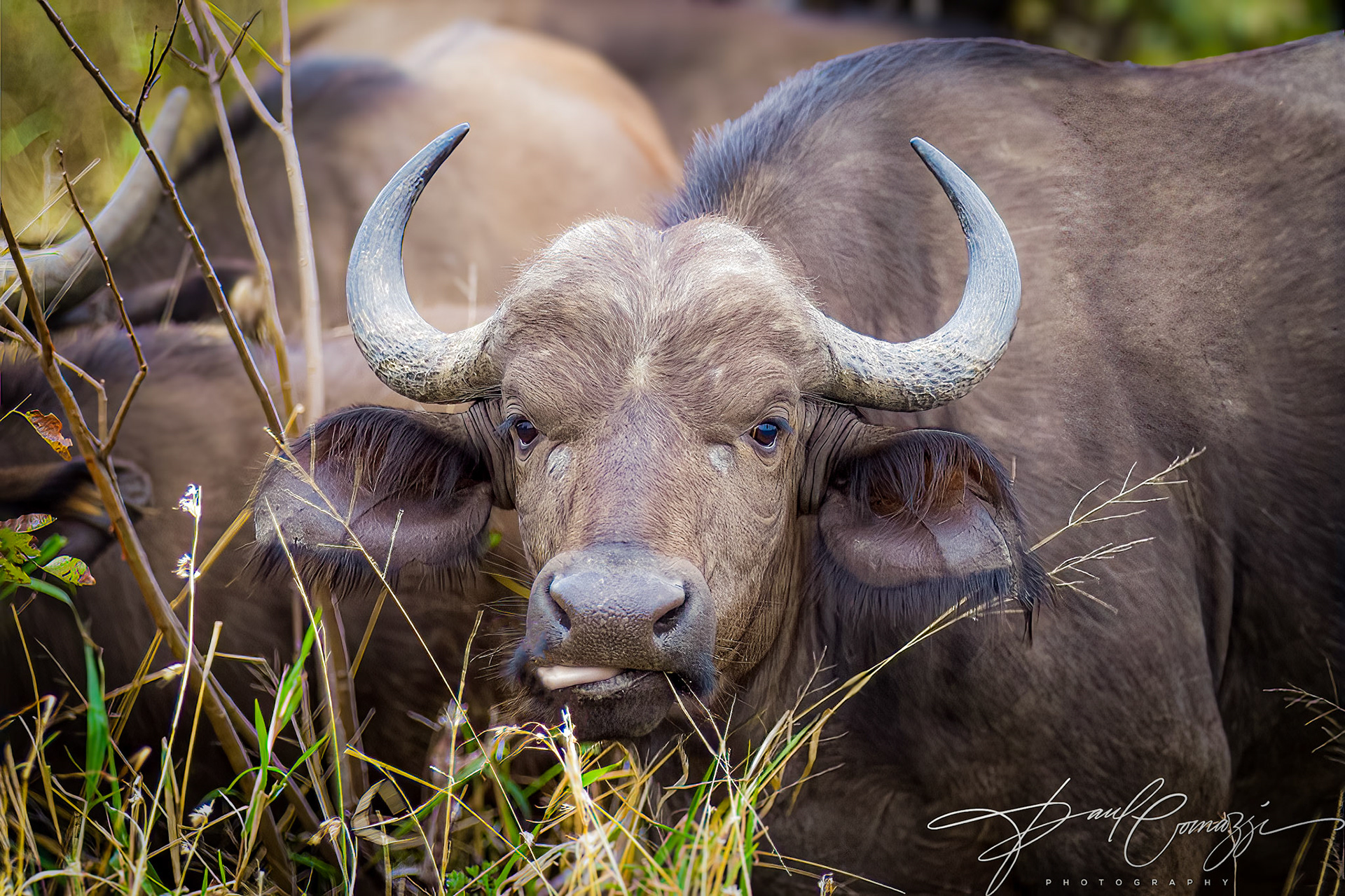 Sir Loin: South Africa's Cape Buffalo