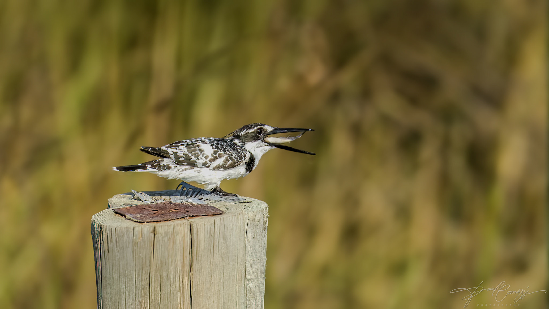 The Aerial Acrobat: Pied Kingfisher in Action