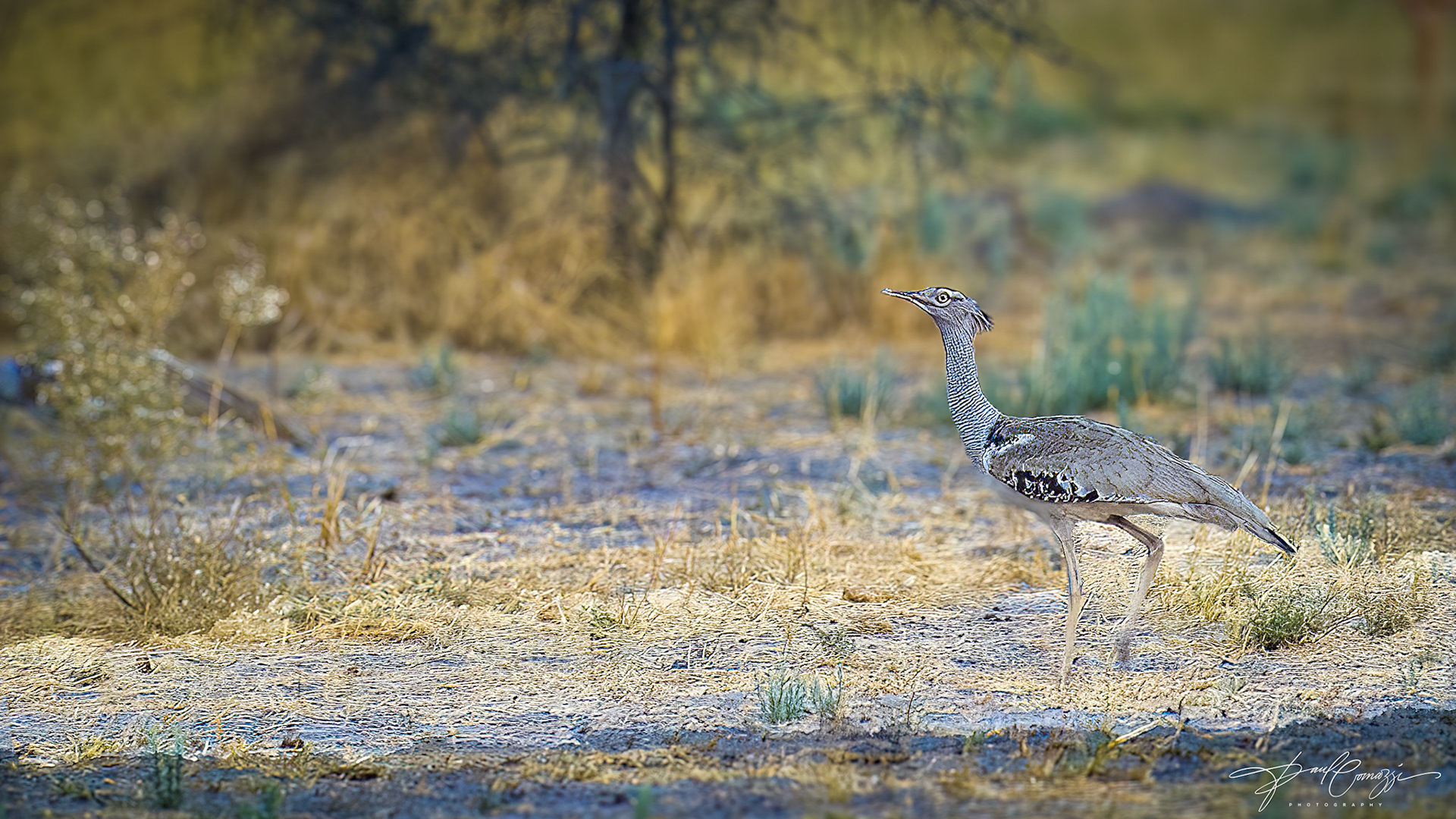 magnificent Kori bustard, the world's heaviest flying bird, striding across the African savanna