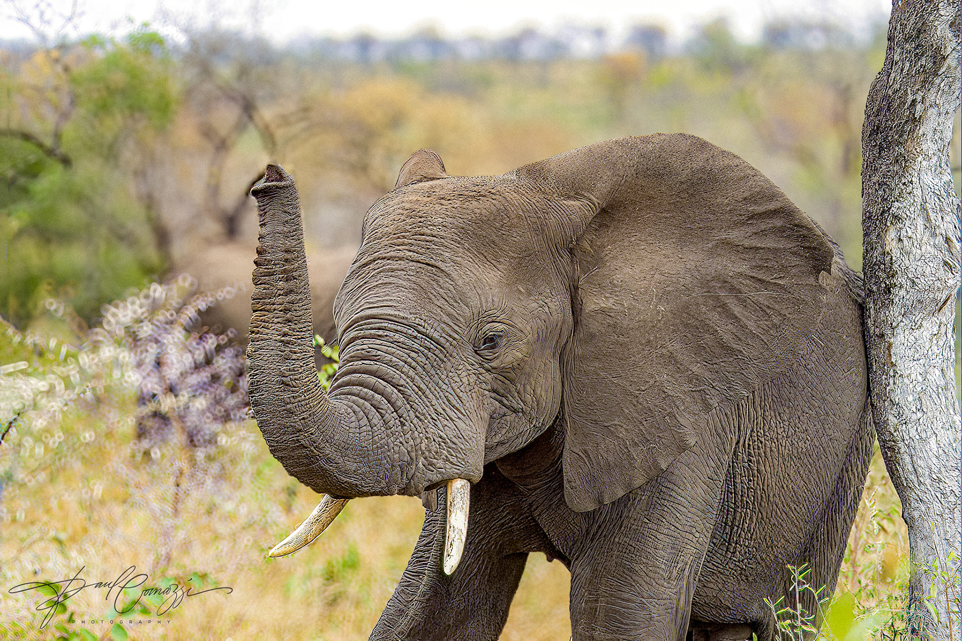 Scratch My Back and I'll Scratch Yours : Baby Elephant Under the Acacia Tree