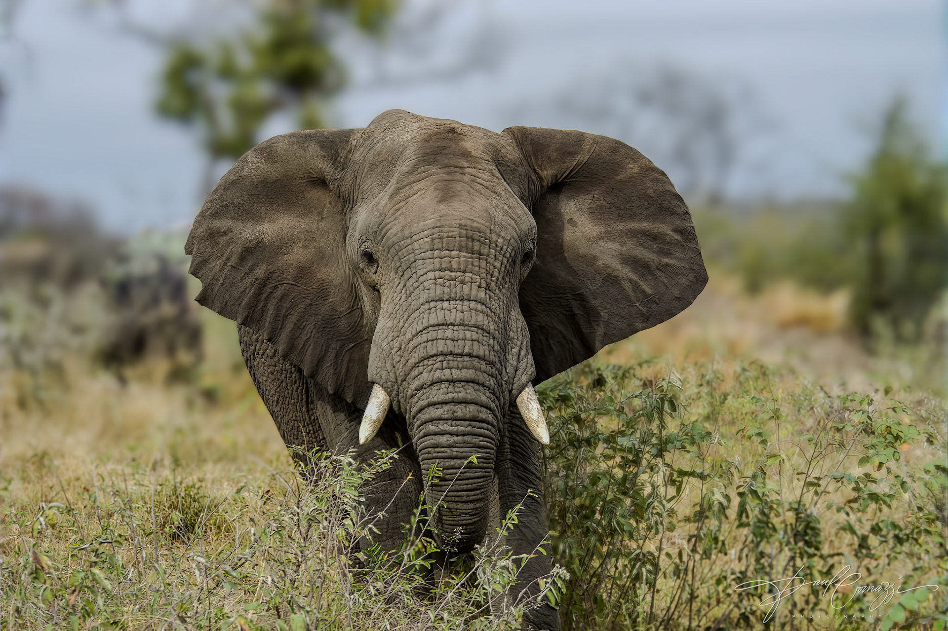 Elephant's Reflection