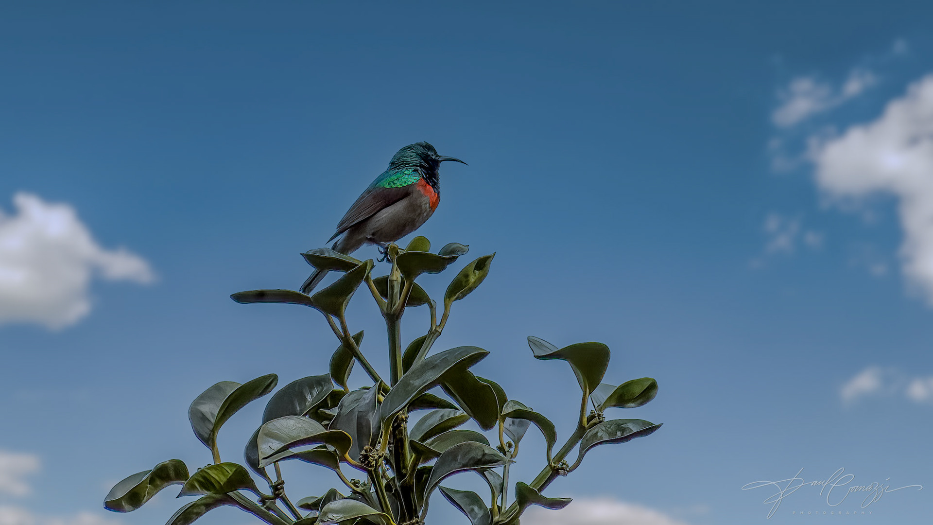Double-collared Sunbird in the Afternoon Light
