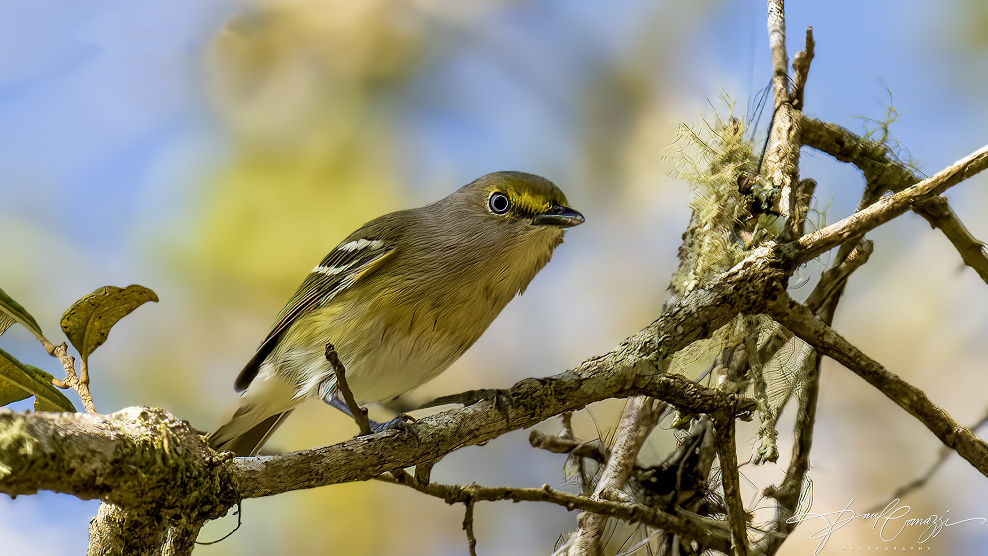 A tiny feathered white-eyed vireo, perched upon a twig, surveying the world with its bright yellow eyes. A symphony of nature, captured in a single frame