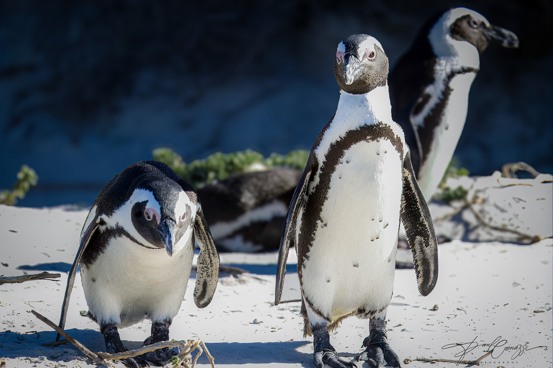 Caption: A group of penguins standing on a snowlike-covered beach, basking in the warm sunlight.
