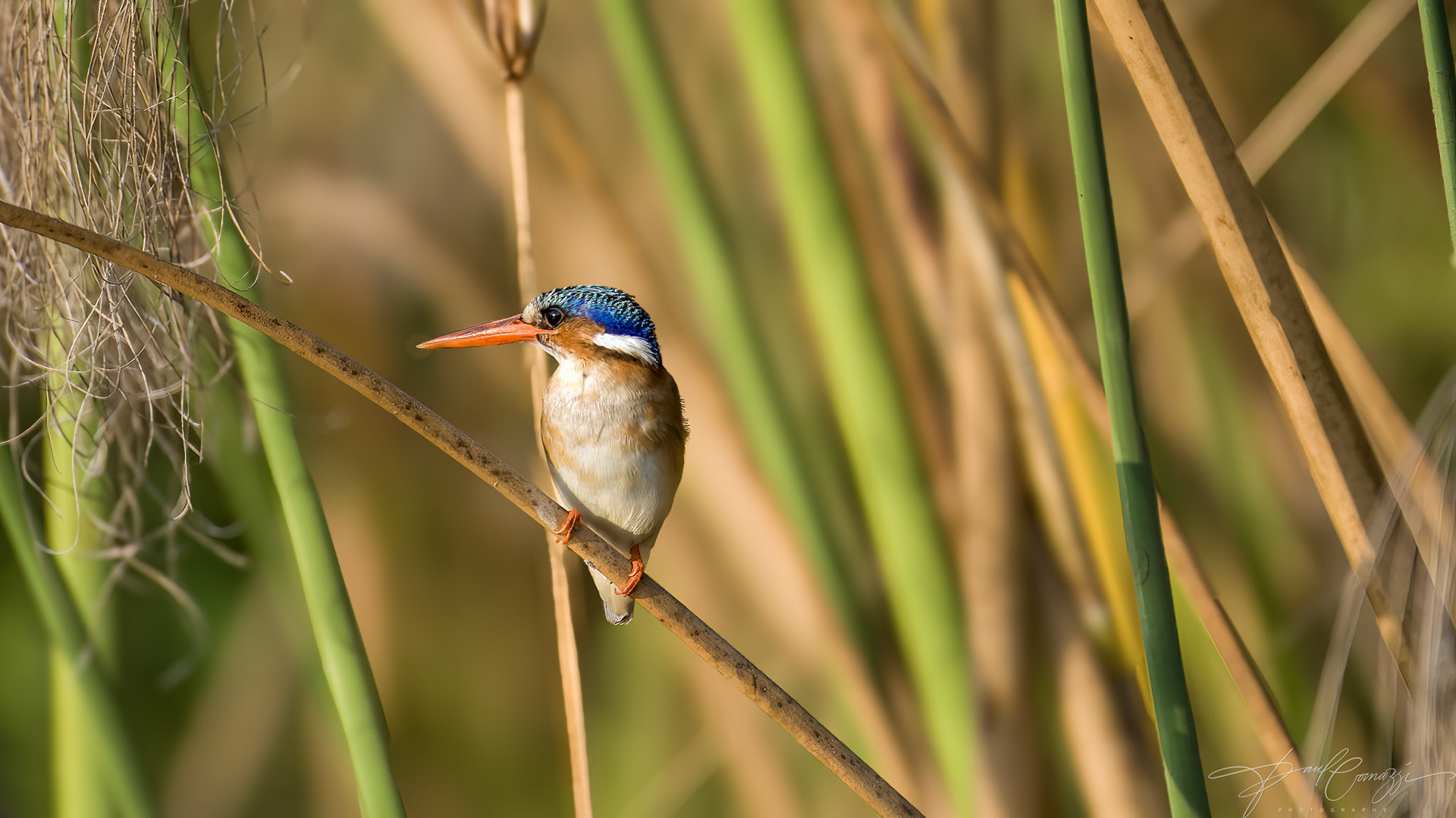 MALACHITE KINGFISHER: