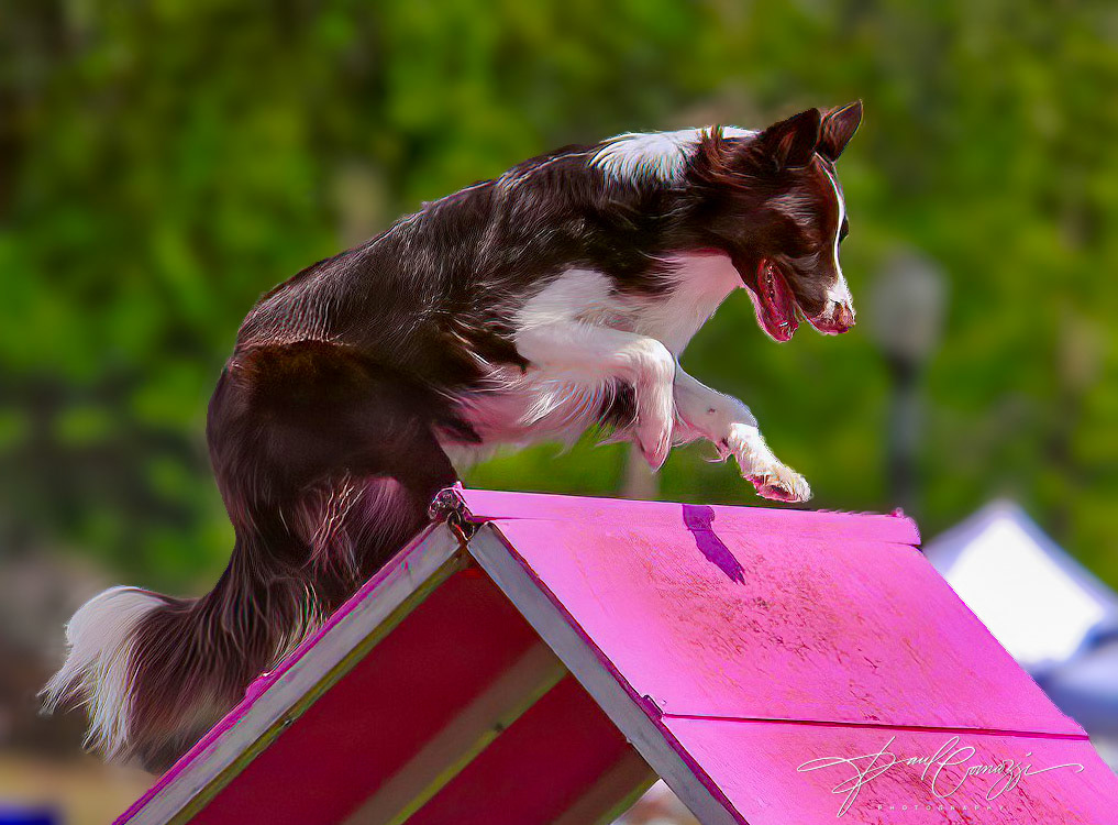 Solo's Love of Agility: Soaring Over the A-Frame